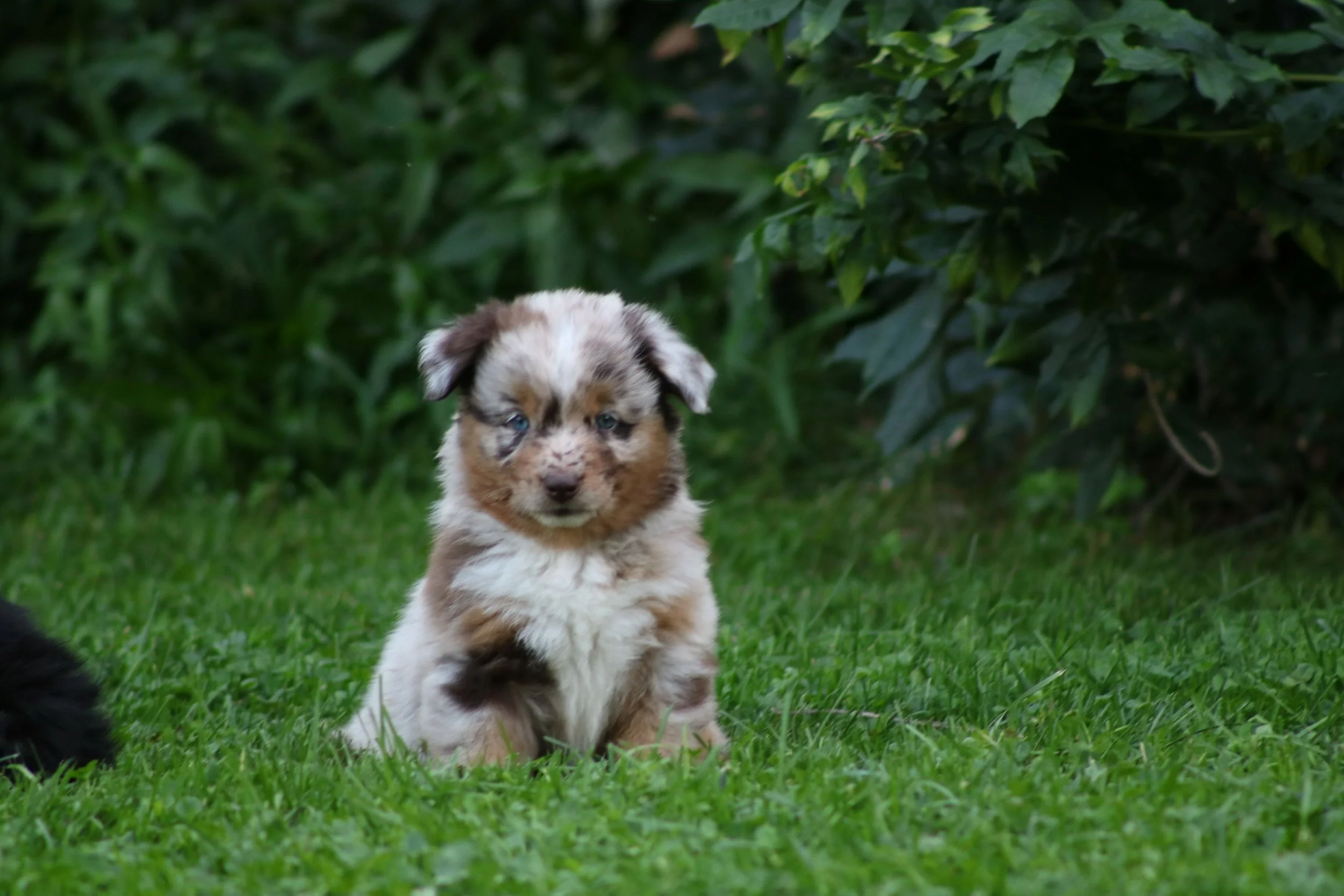 Spangles 6.5 wks.JPG