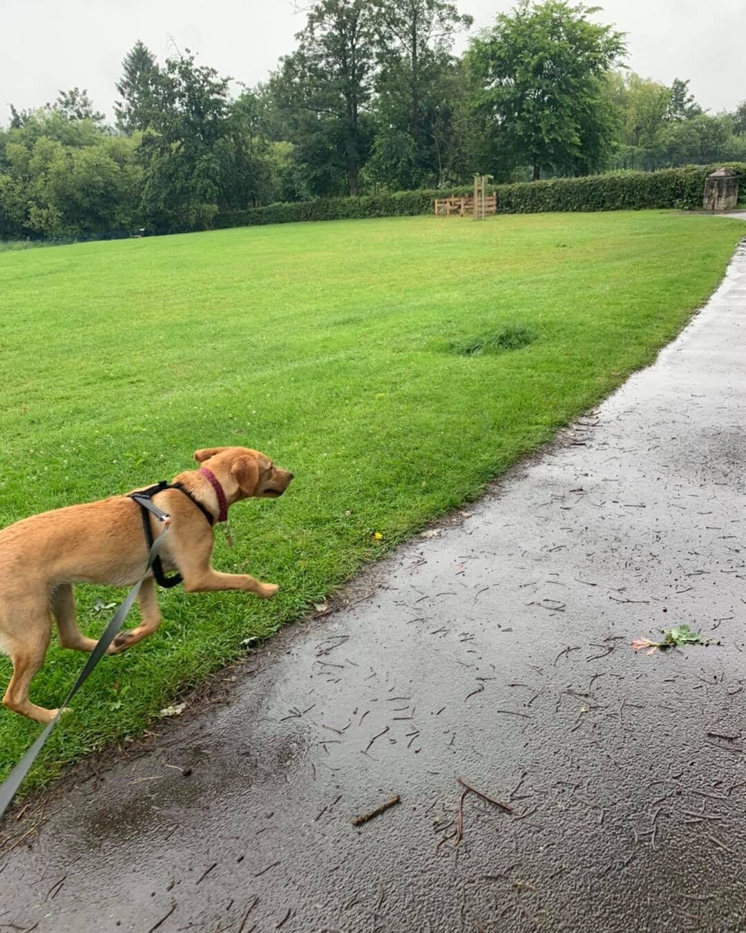 Show me the Puddles!!! Want to be another one of Lexi&rsquo;s friends? Give us a like and get in touch 🐕 x  #york  #yorkshire #yorkcity  #photography  #newbusiness #smallbusiness #supportsmallbusiness  #dogphotography  #dogphoto #dogphotographer #do