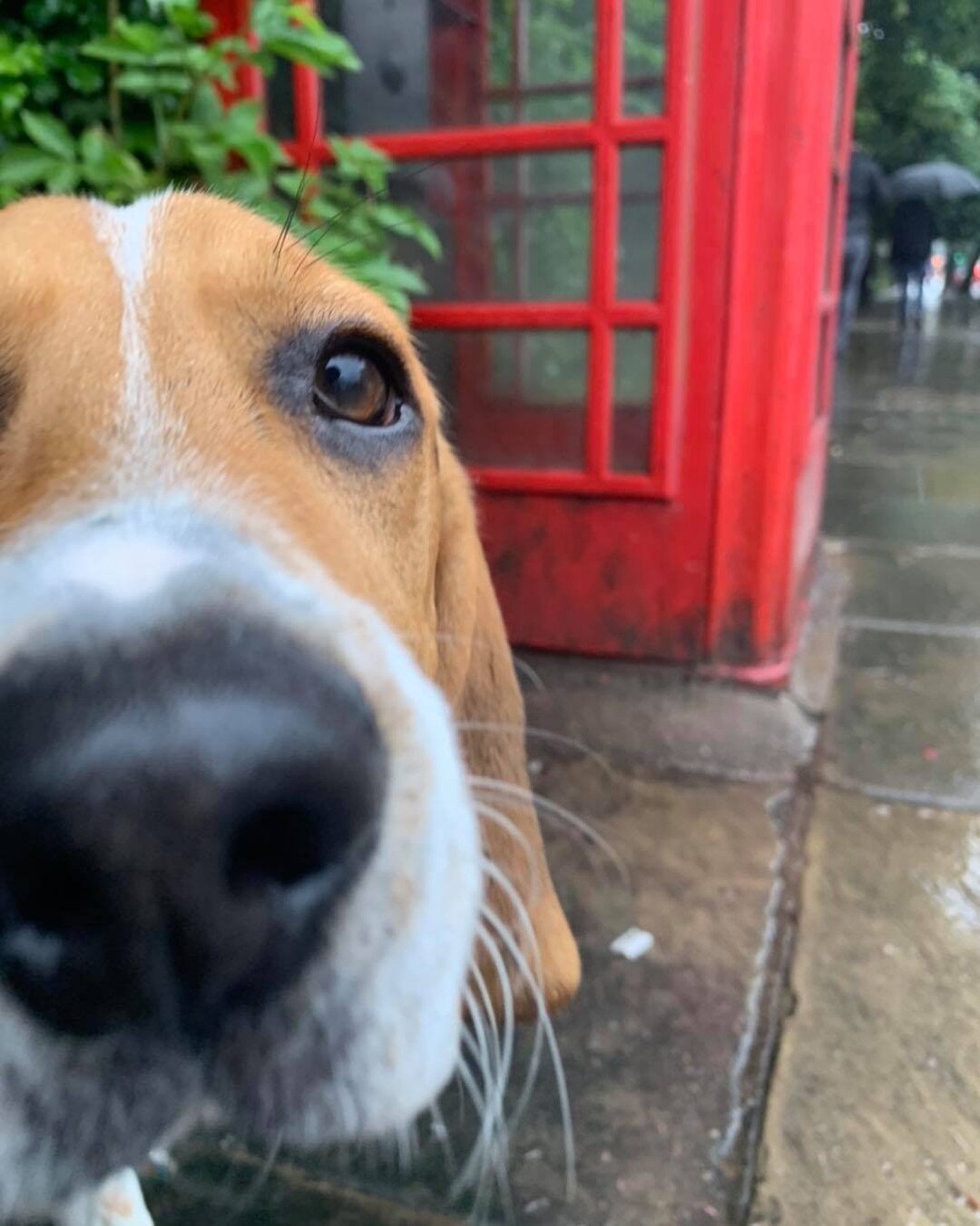 In De Phone Home 👽 🐶 📞 🏡 Want to be another one of Lexi&rsquo;s friends? Give us a like and get in touch 🐕 x  #york  #yorkshire #yorkcity  #photography  #newbusiness #smallbusiness #supportsmallbusiness  #dogphotography  #dogphoto #dogphotograph