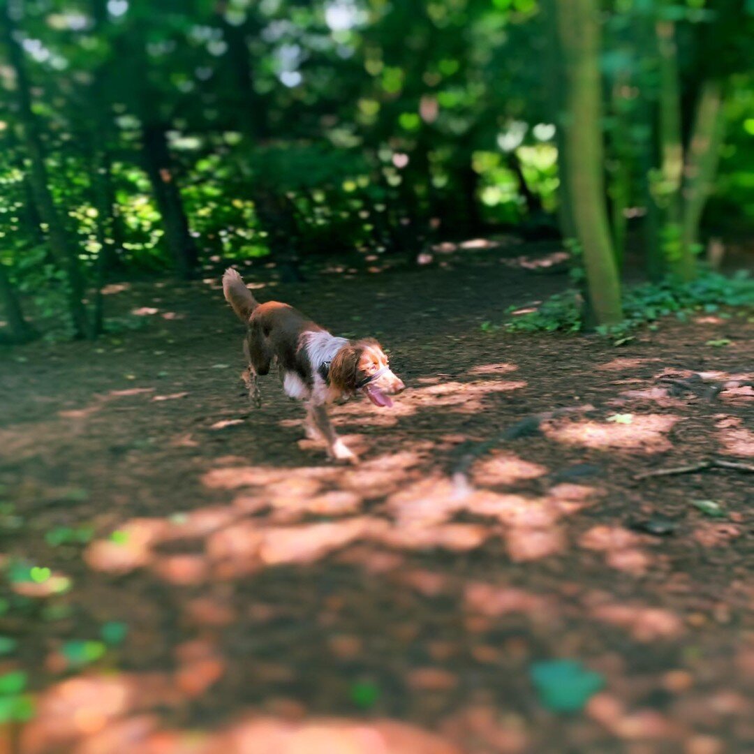 Jungle Dog Aja in her natural environment, squirrel 🐿 hunting Want to be another one of Lexi&rsquo;s friends? Give us a like and get in touch 🐕 x  #york  #yorkshire #yorkcity  #photography  #newbusiness #smallbusiness #supportsmallbusiness  #dogpho