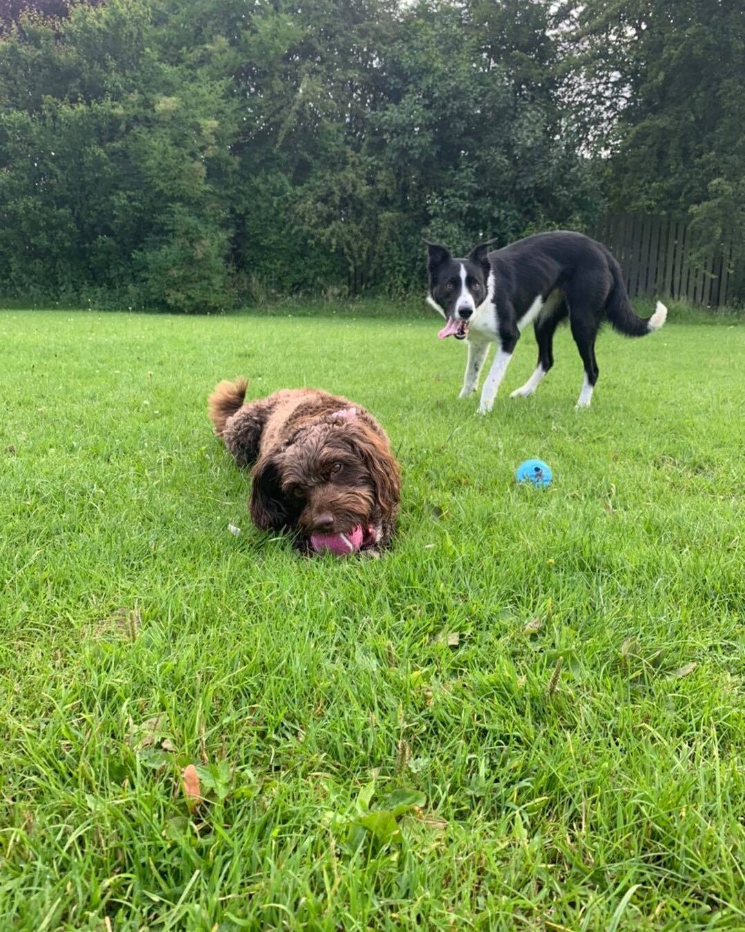 So we&rsquo;re both playing ball yes Lexi? Want to be another one of Lexi&rsquo;s friends? Give us a like and get in touch 🐕 x  #york  #yorkshire #yorkcity  #photography  #newbusiness #smallbusiness #supportsmallbusiness  #dogphotography  #dogphoto 