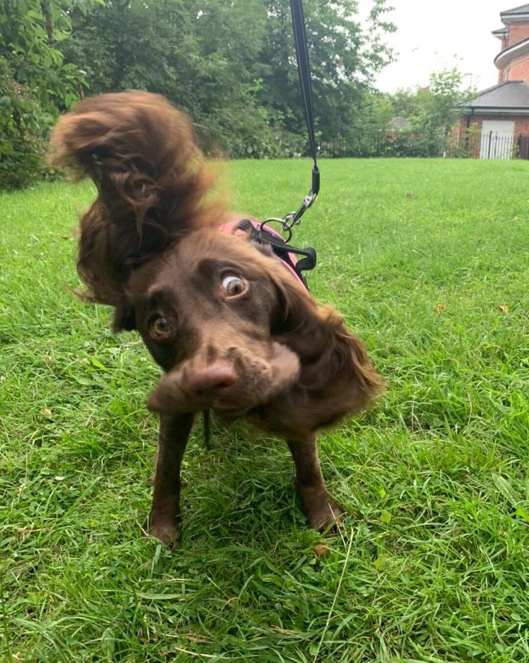 When you gotta shake&hellip; you gotta shake!!! Want to be another one of Lexi&rsquo;s friends? Give us a like and get in touch 🐕 x  #york  #yorkshire #yorkcity  #photography  #newbusiness #smallbusiness #supportsmallbusiness  #dogphotography  #dogp