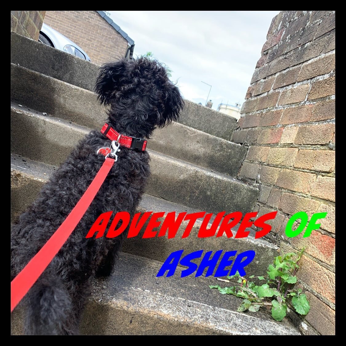 This week Asher, has decided that the black bird 🦅 needs to be chased (im not afraid of you), the leafs 🍃 that blow are good to chase also. The cemetery isn&rsquo;t scary 😟 (if lexi and oli come with me) 💕. # Also he&rsquo;s found a receipt for a