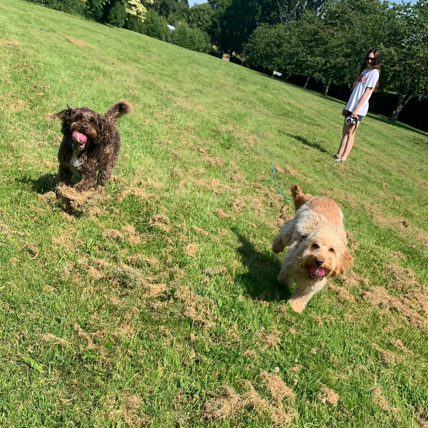 Odi and Lexi doing what cockapoos do. Run and have fun Want to meet Oli and his Pawtner Lexi? Give us a like and get in touch 🐕 x  #york  #yorkshire #yorkcity  #photography  #newbusiness #smallbusiness #supportsmallbusiness  #dogphotography  #dogpho