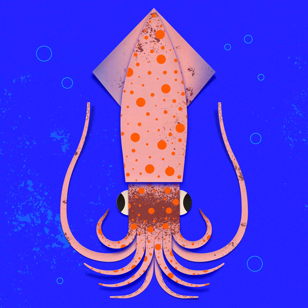 Firefly squid