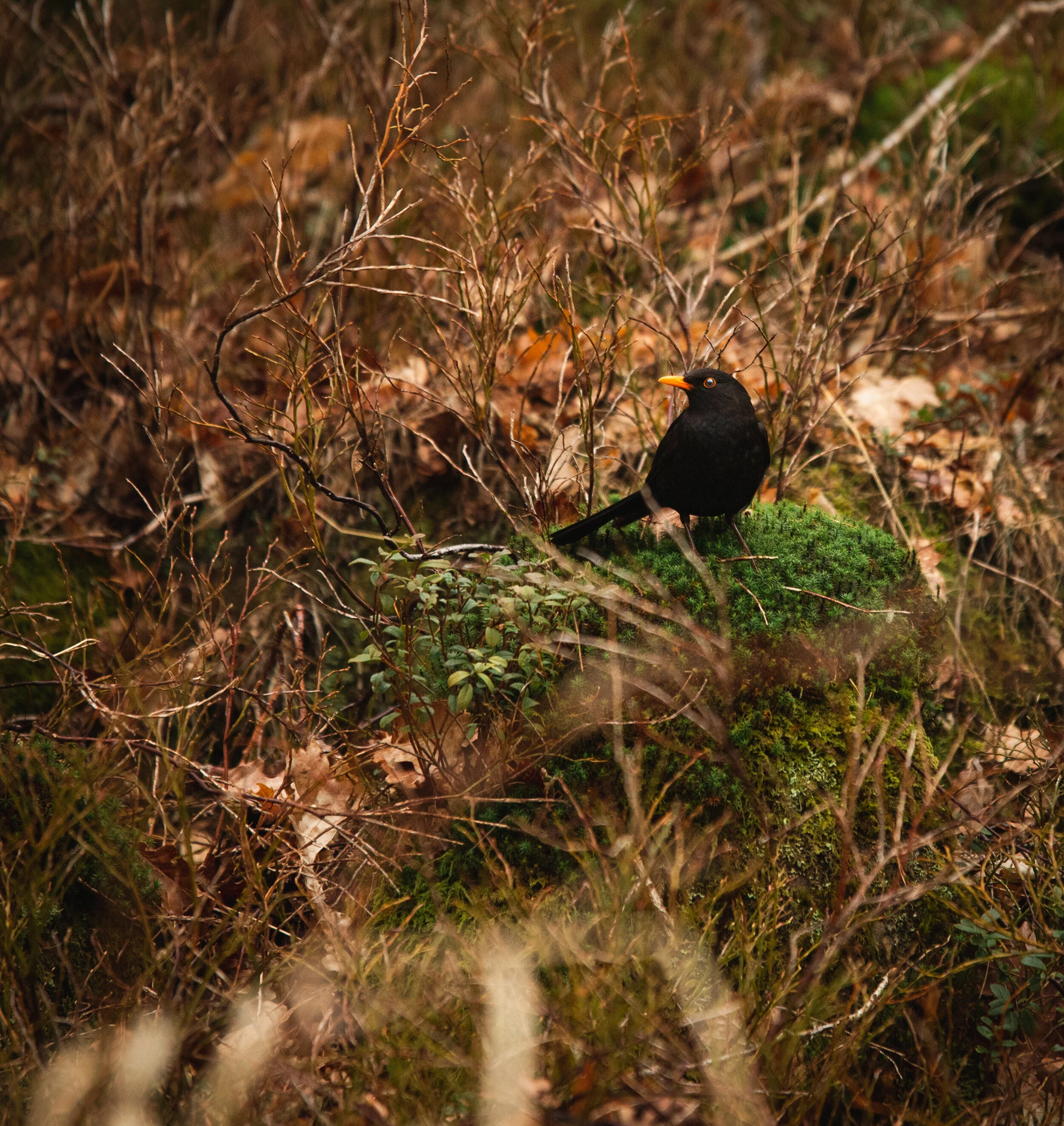 Fugler 08.09 (2 of 40).jpg