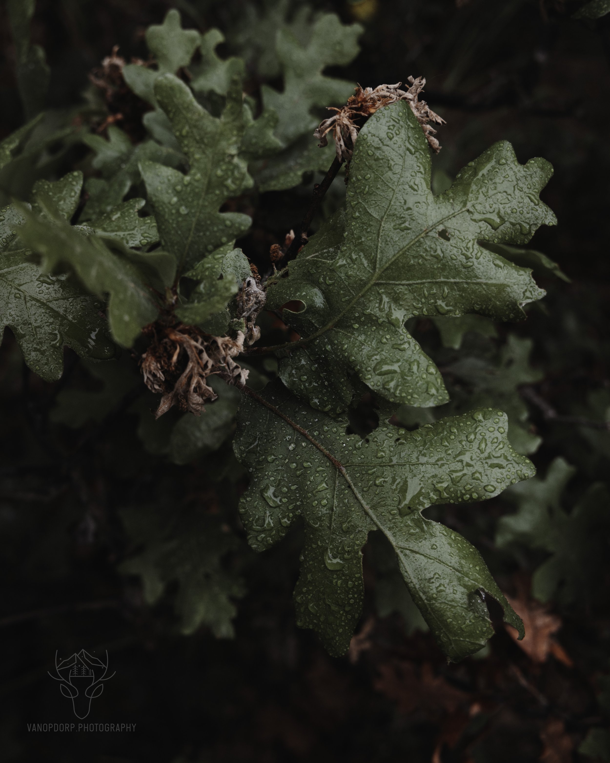 Wet_Leaves.jpg