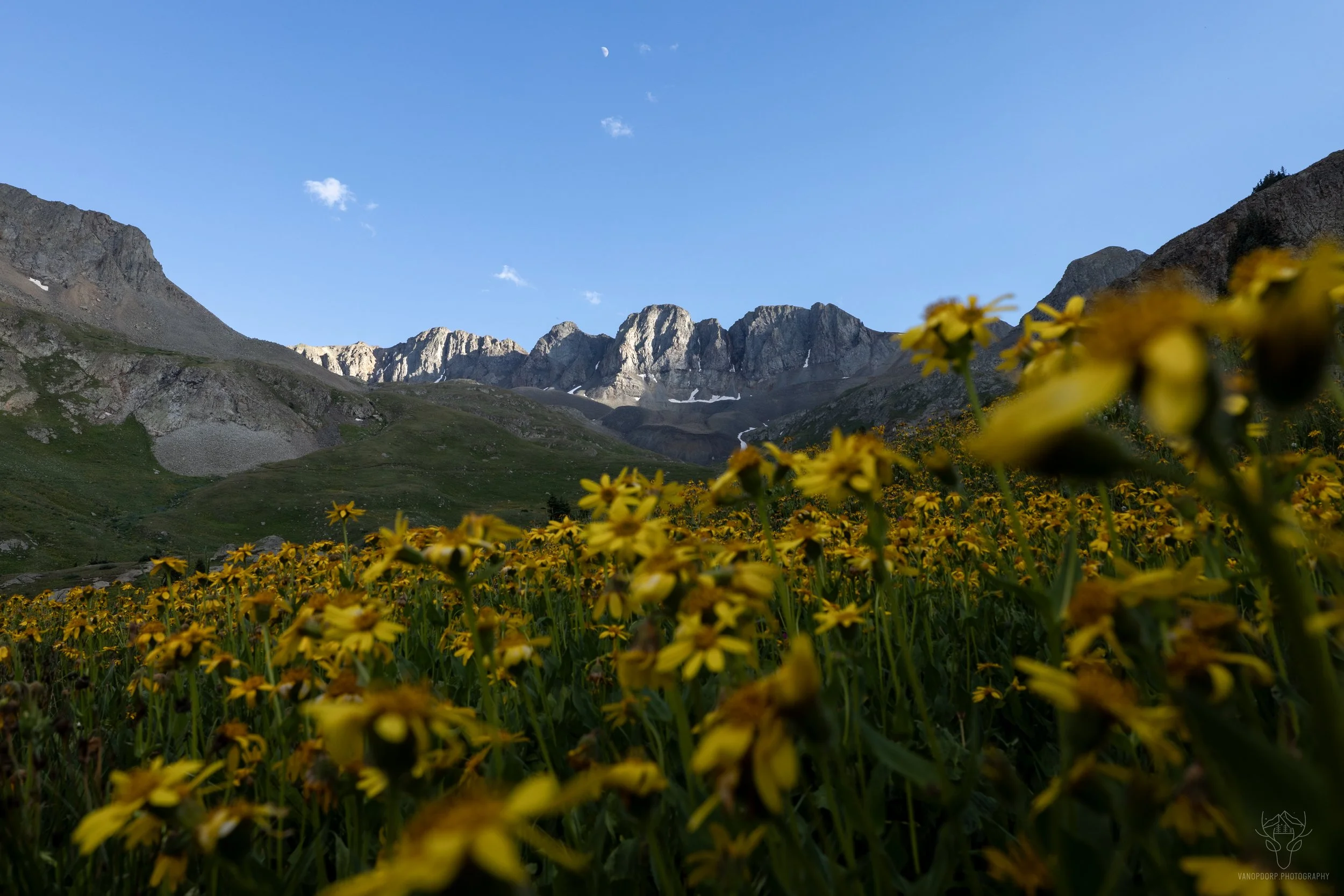 moon and yellow flowers at ab.jpg
