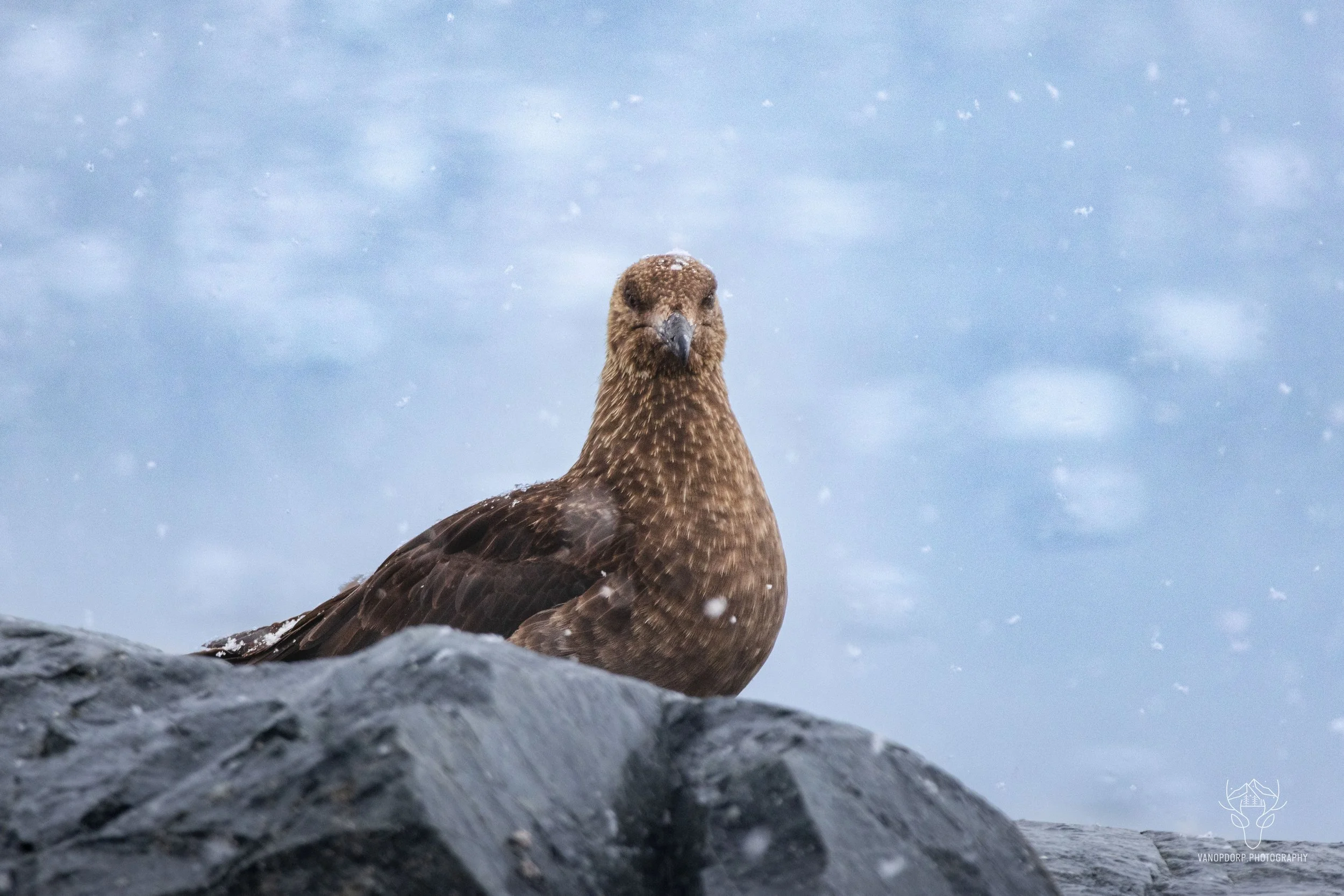 skua.jpg