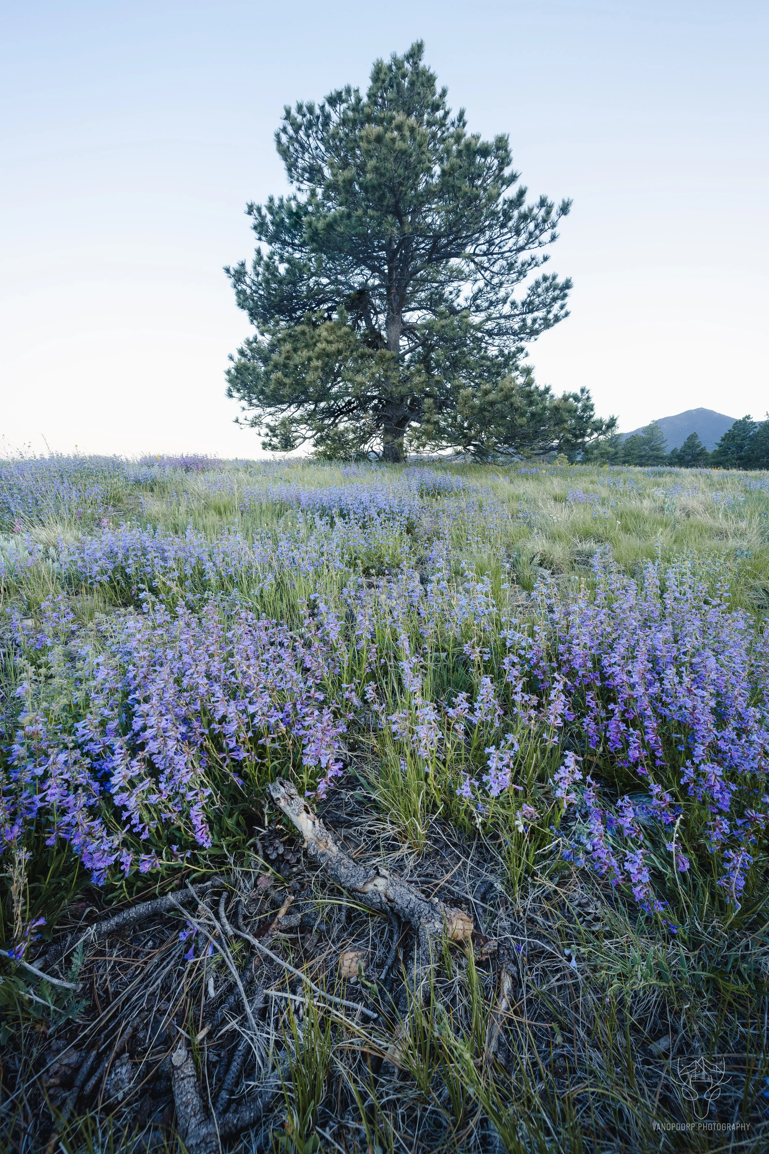 bloomin bells.jpg