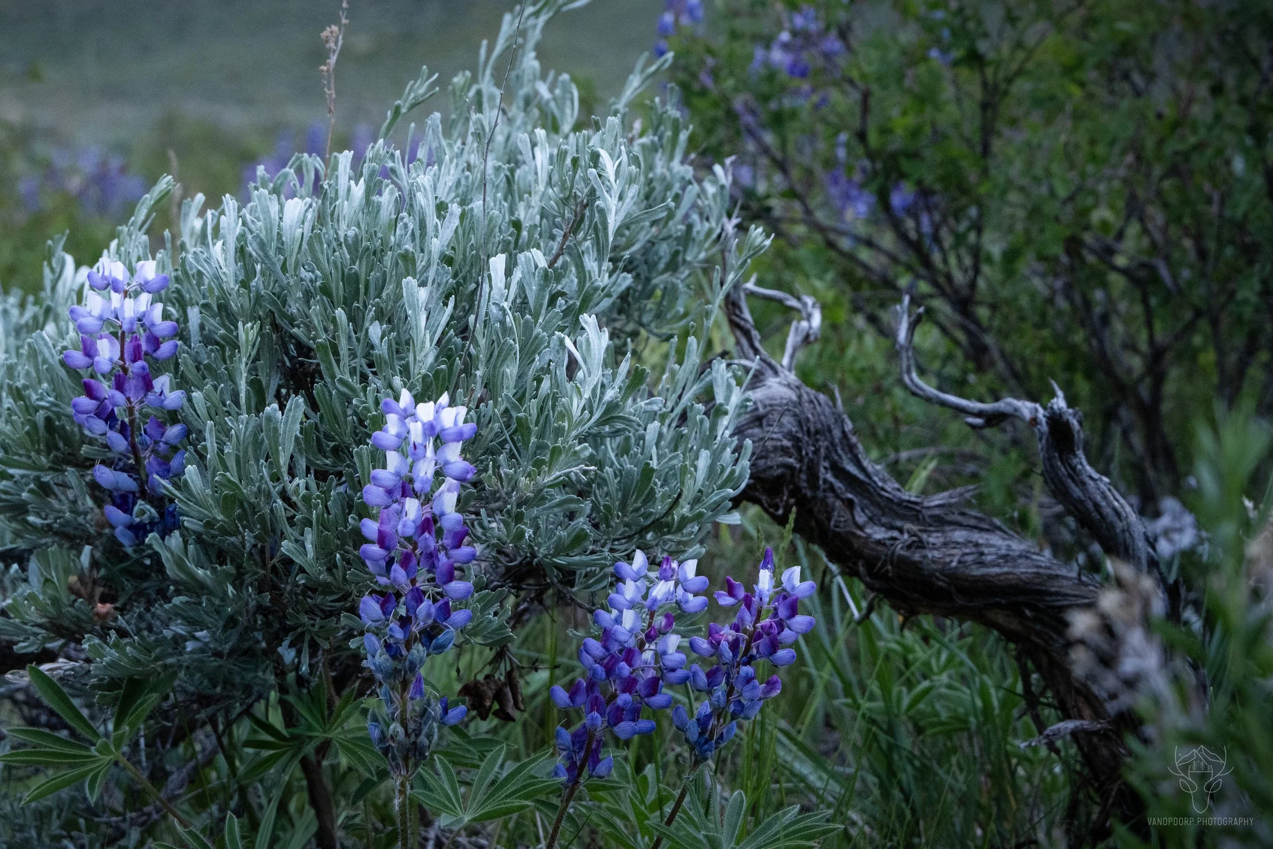 lupines.jpg
