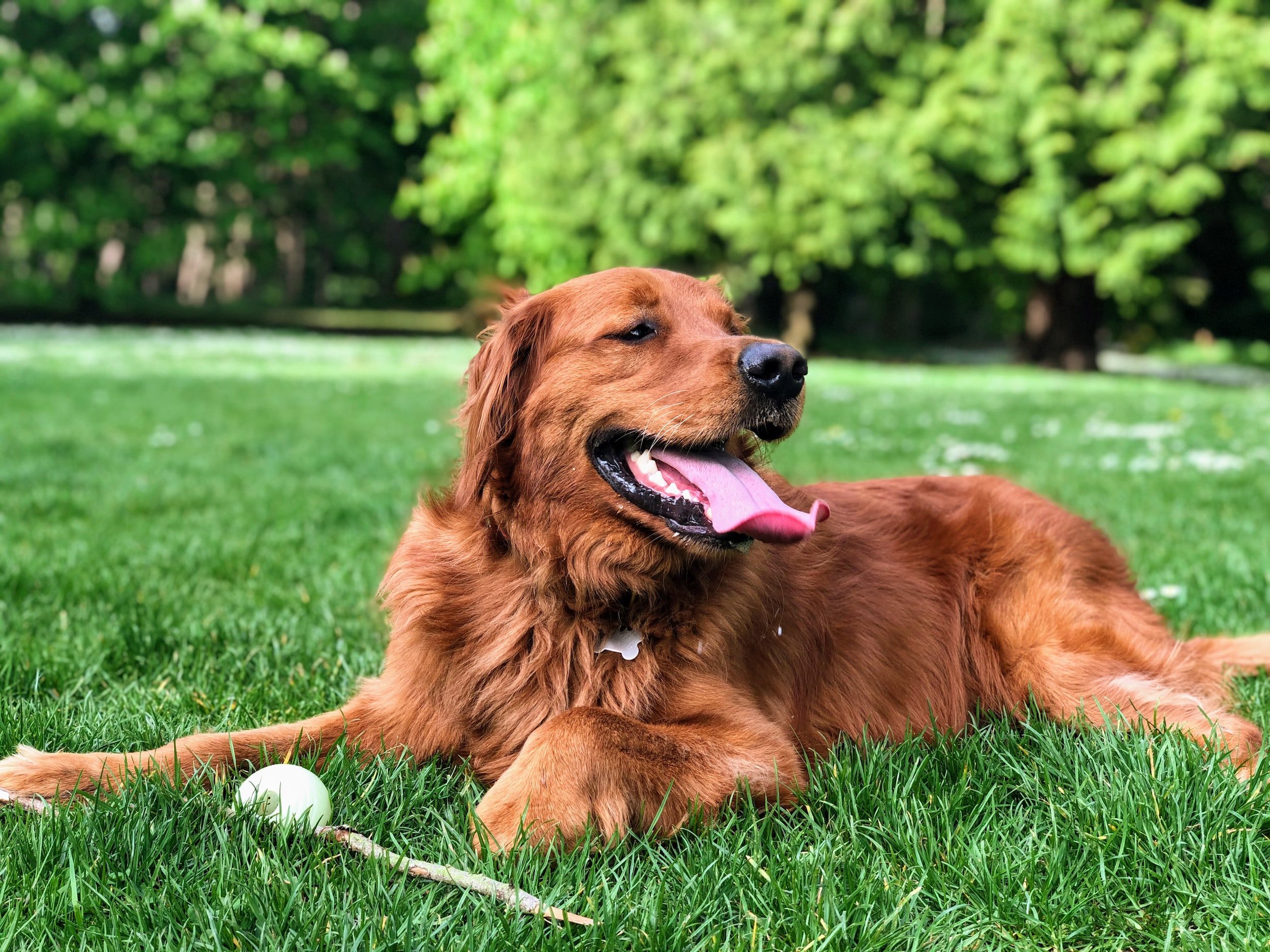 Why is it so important to clean up dog waste?
