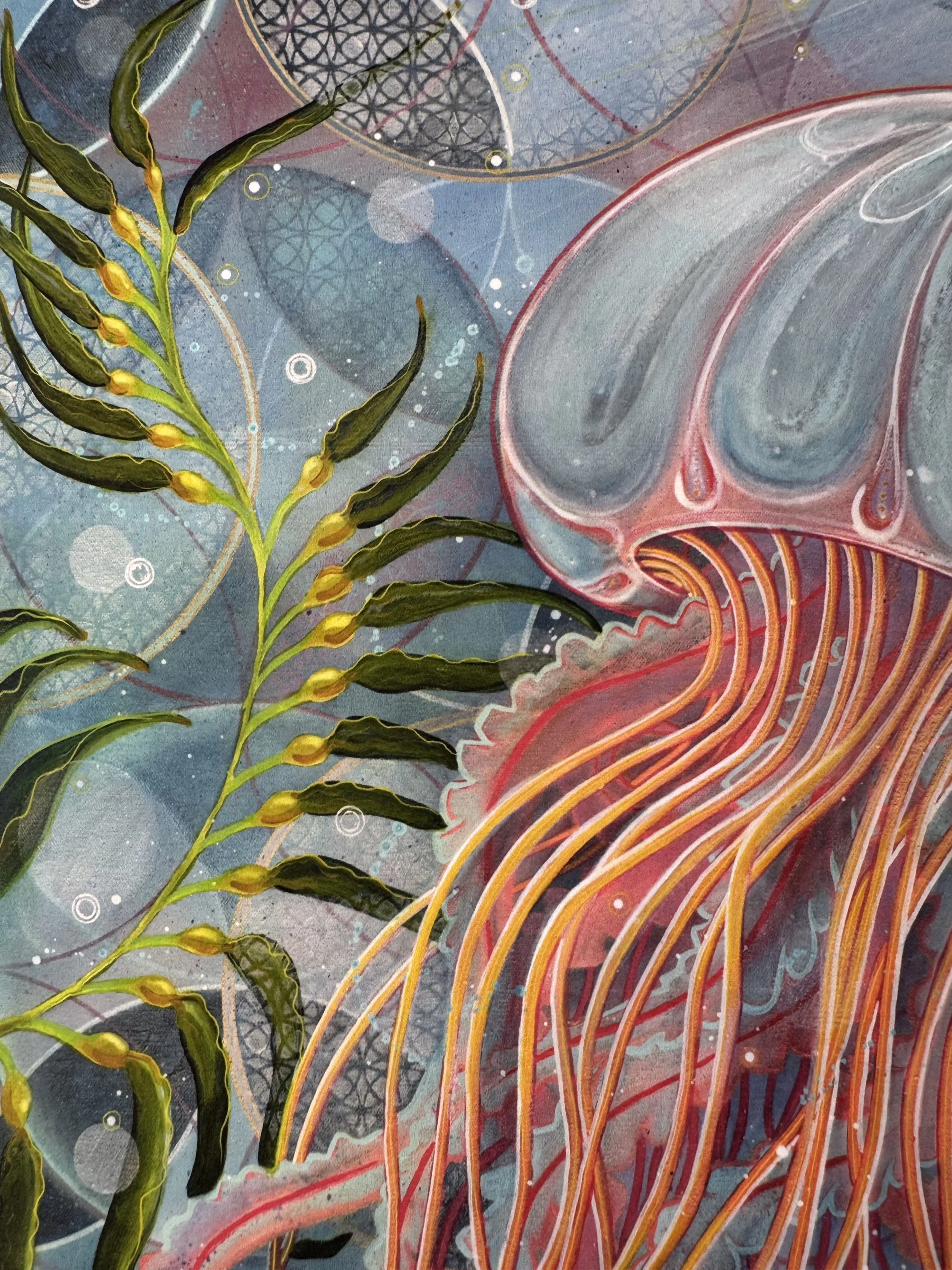 Jellyfish_detail4.jpg