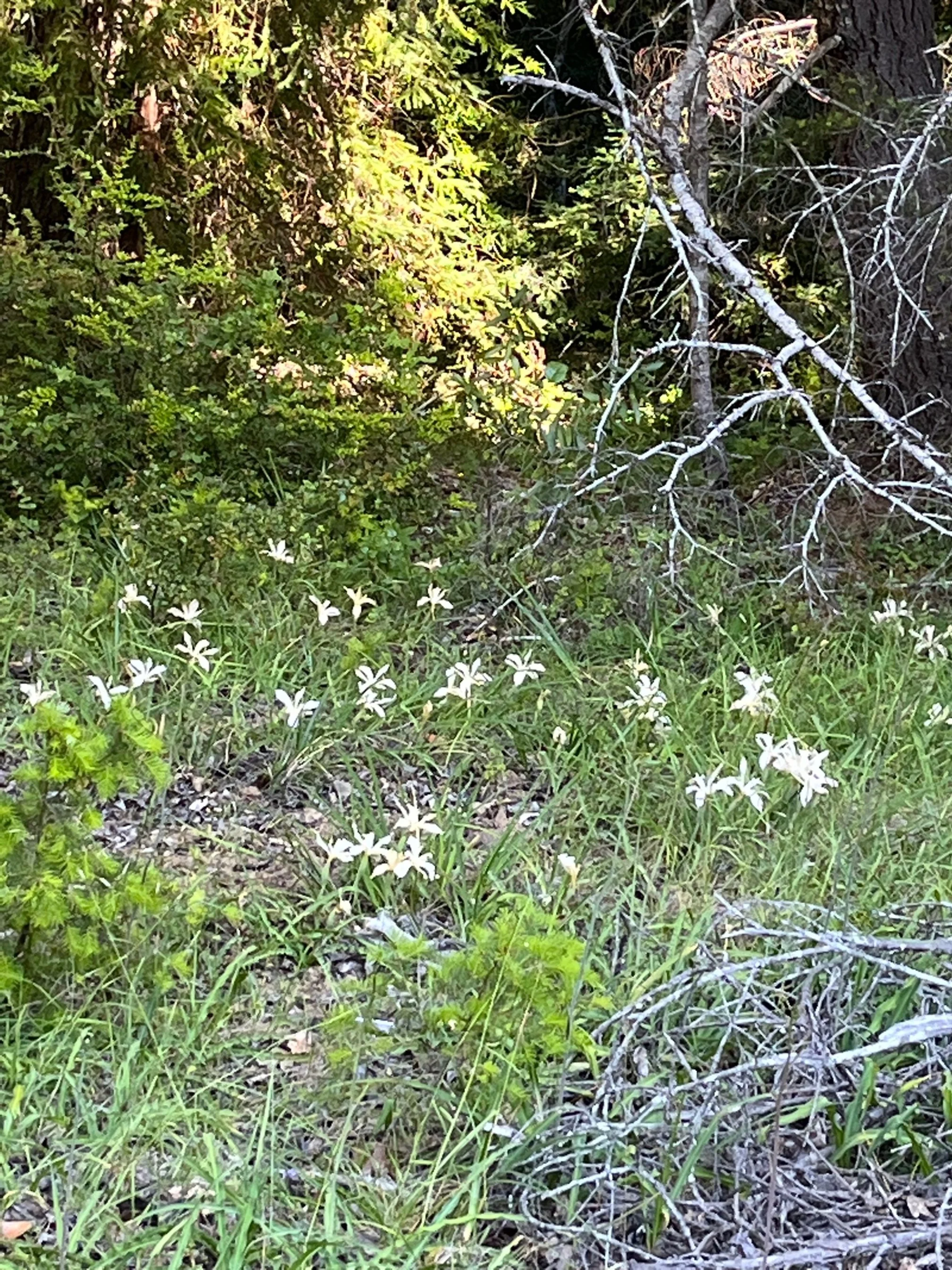 IMG_1919.jpg