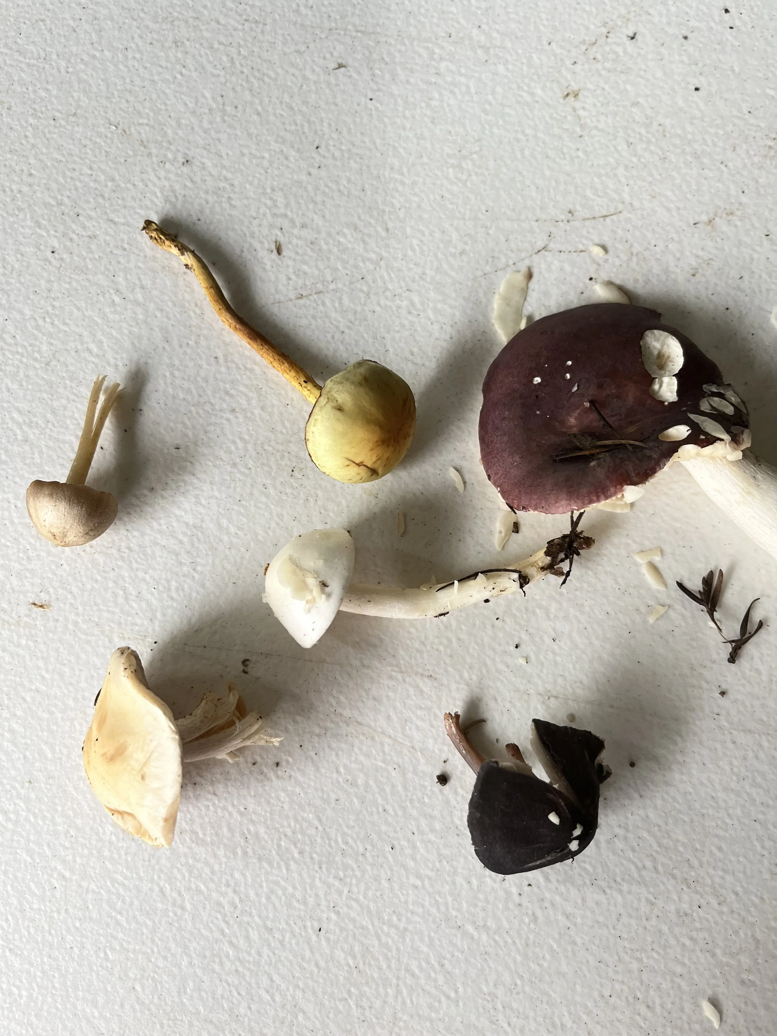 Mushroom Hunting
