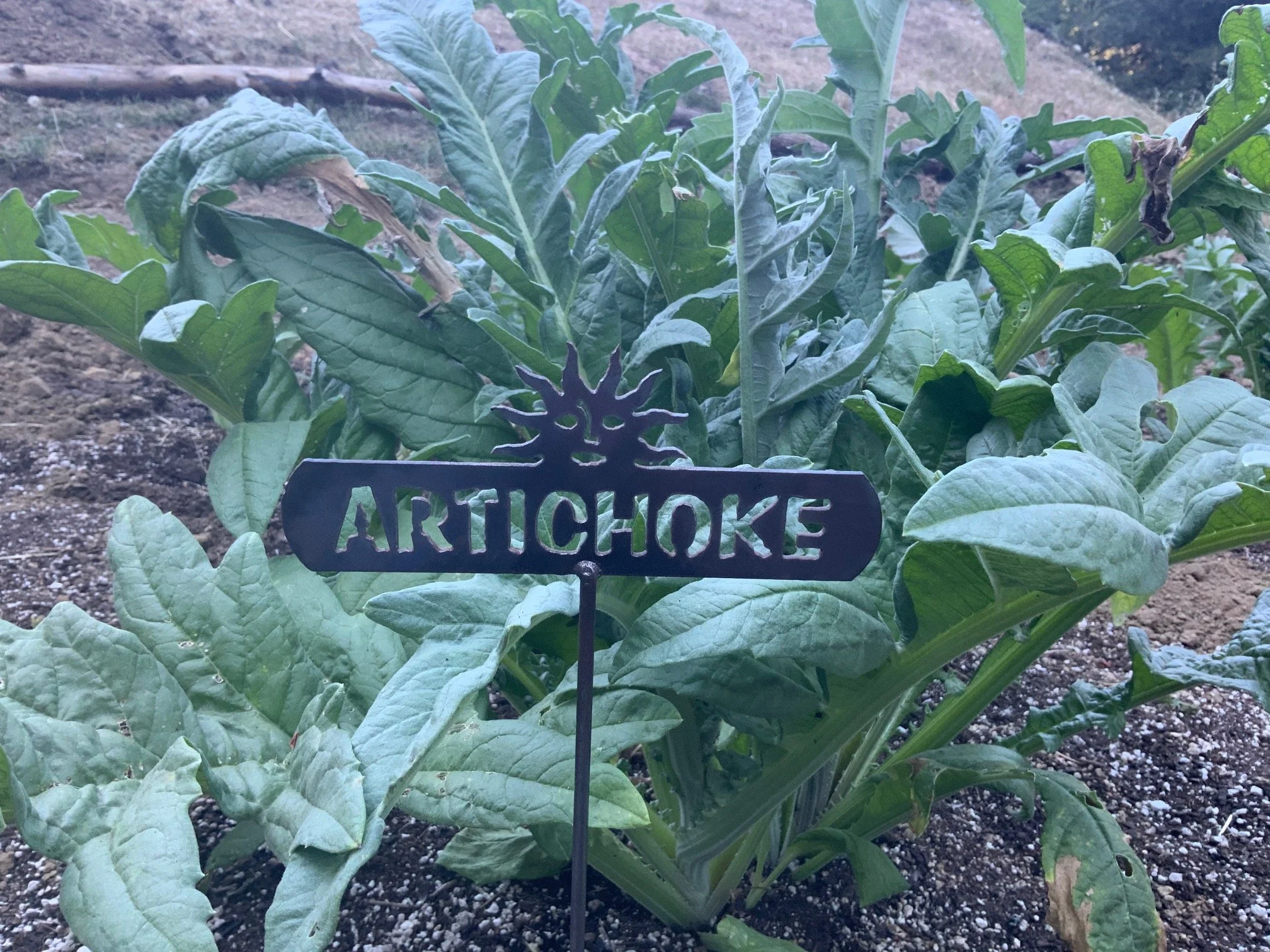 Arty Chokey Farm