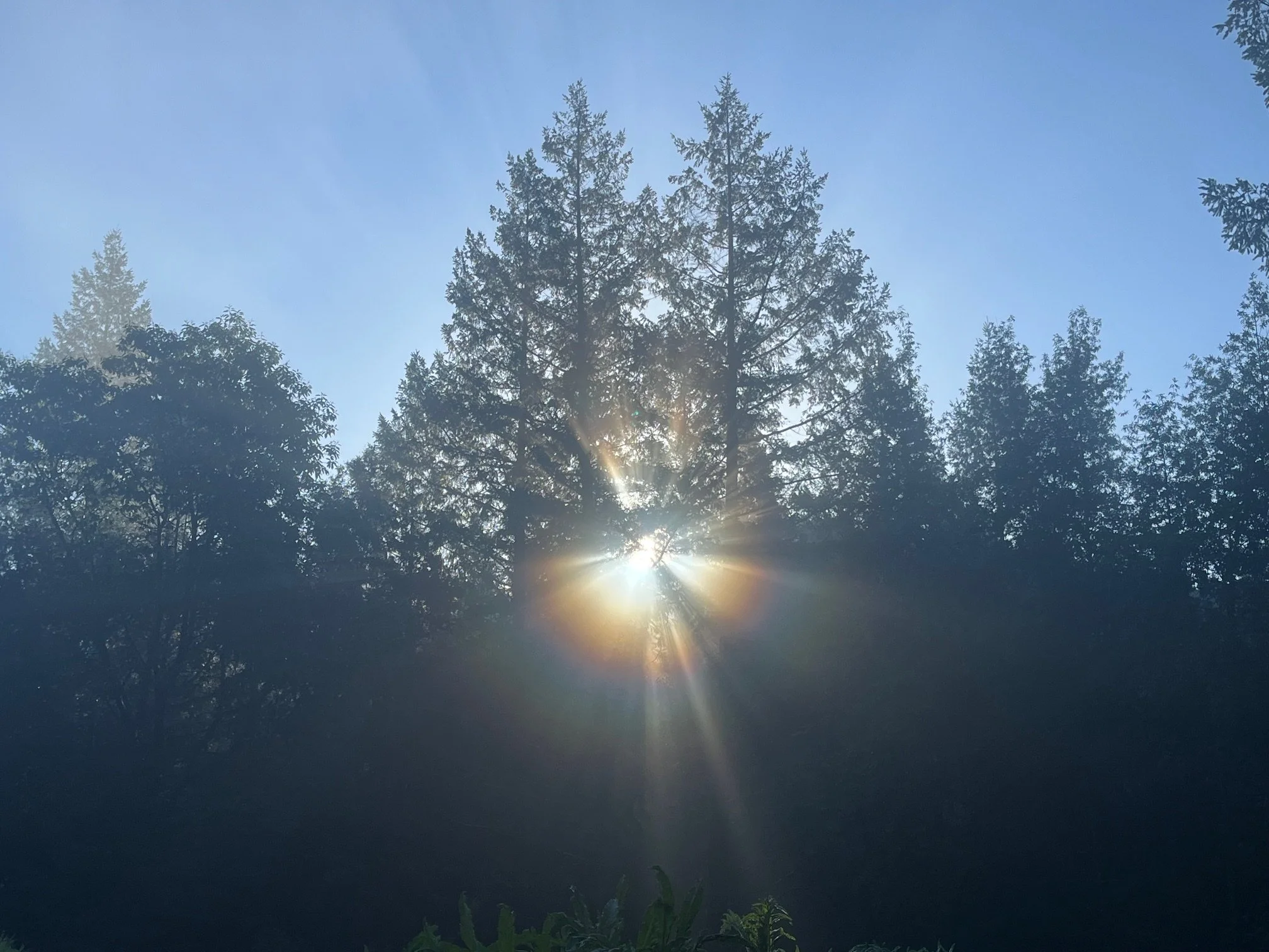 Gratitude for Freddy the Fallen Tree