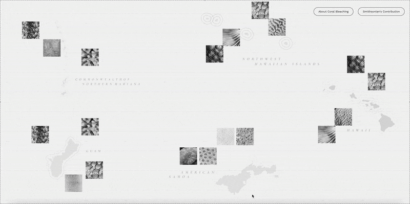coral-hover.gif