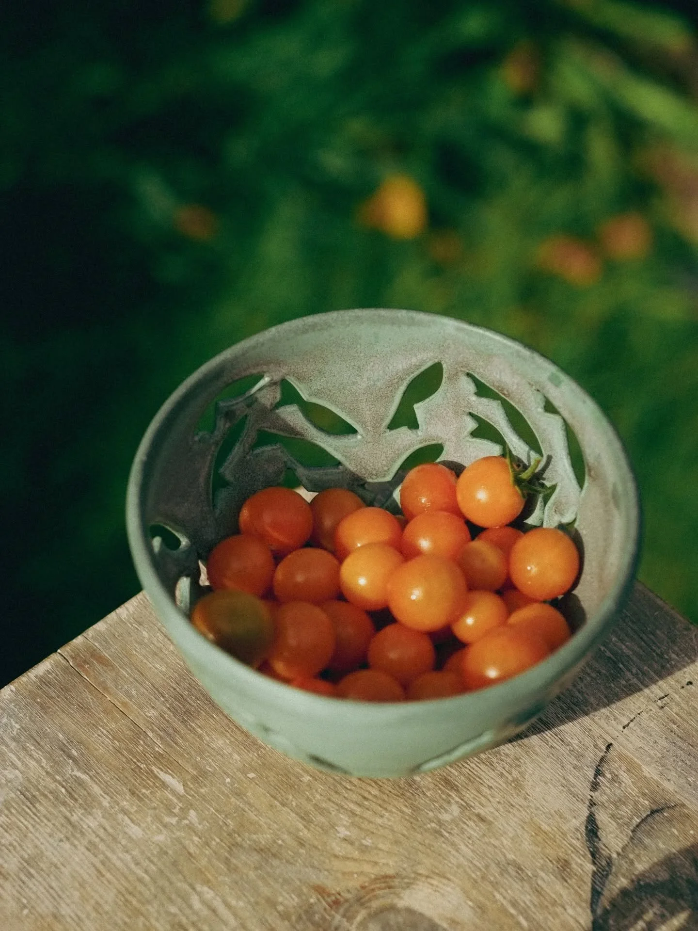 The last of the tomatoes and the last of the sunflowers. These September days have become chilly with warm sunshine and blue skies. One of the most beautiful times of the year in my opinion.  The pottery garden has pushed itself and been truly amazin