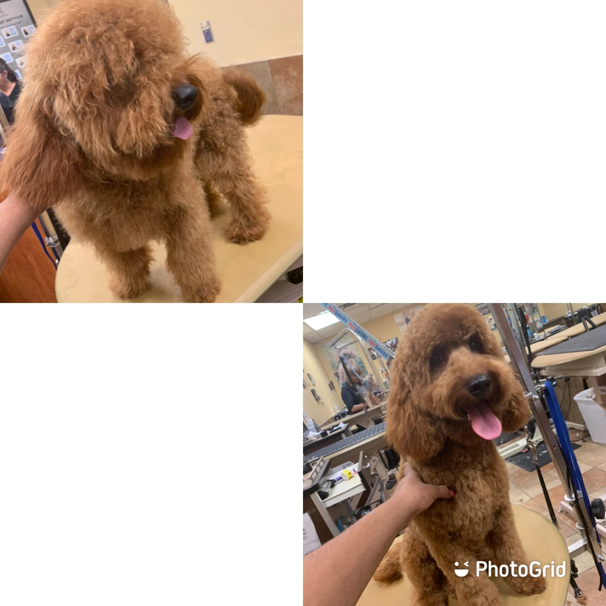 Professional Dog Grooming in Winston Salem — AWorldFullOfPaws