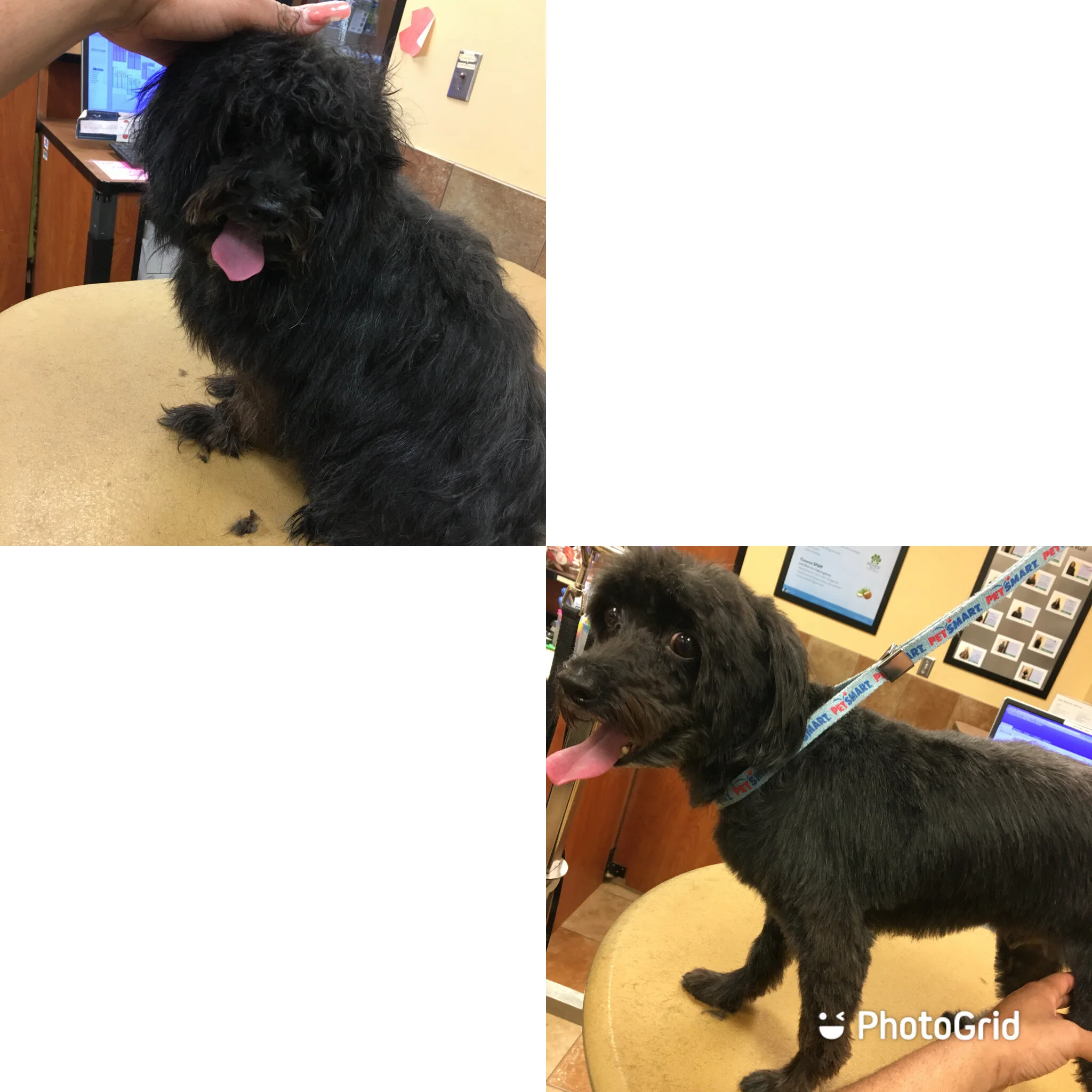 Professional Dog Grooming in Winston Salem — AWorldFullOfPaws