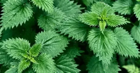 A Complete Guide To History, Uses and Sourcing Of the Nettle Herb