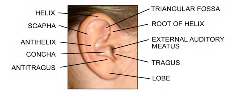 About Microtia Expanded — Craniofacialcare.org
