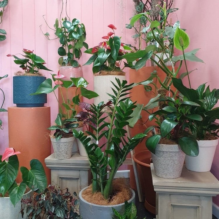 A stand of mixed coloured and sized indoor plants in beautiful pots, against a peach wall. For delivery in the Redlands, Wellington Point and Brisbane.