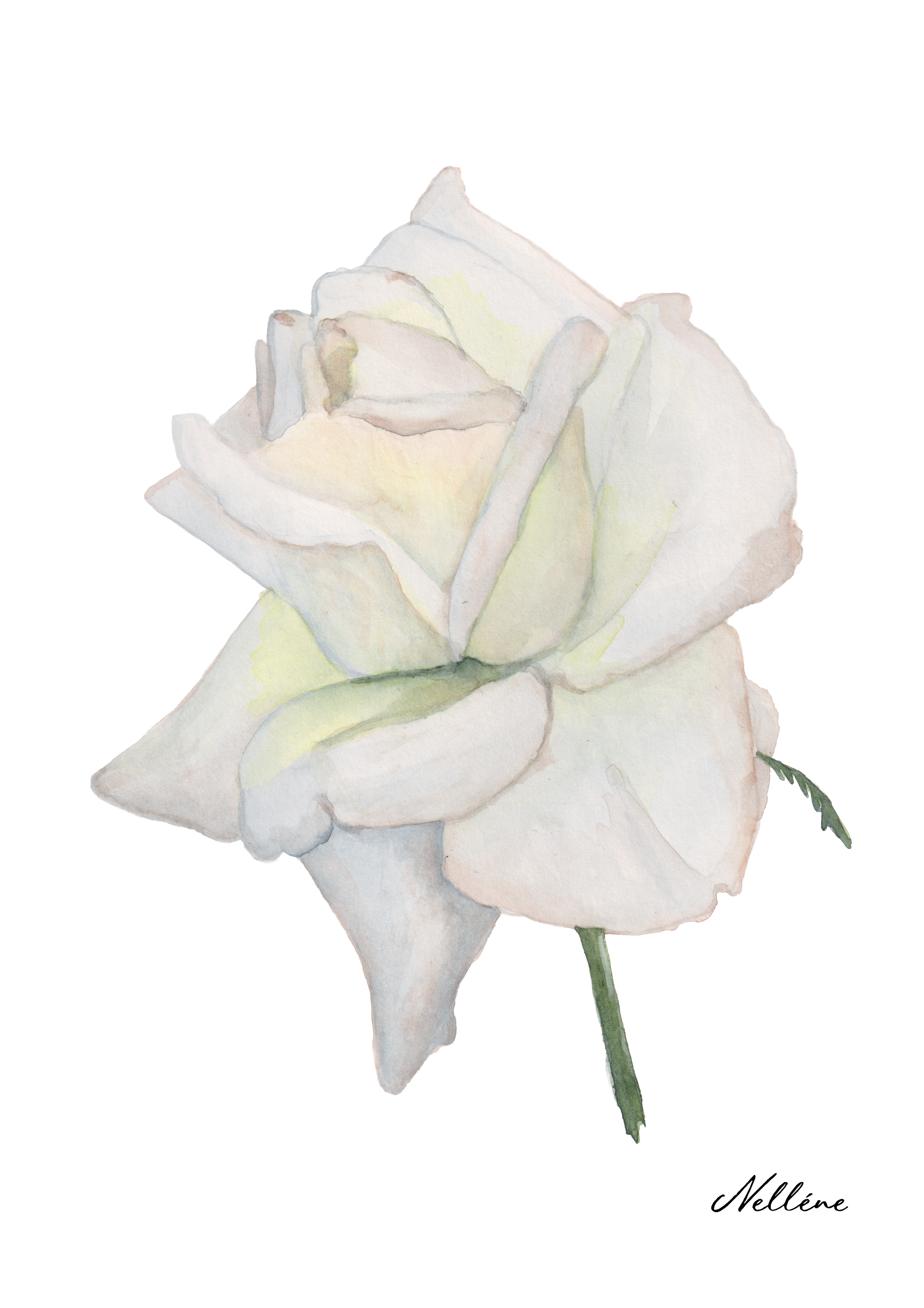 White Rose Signature.png