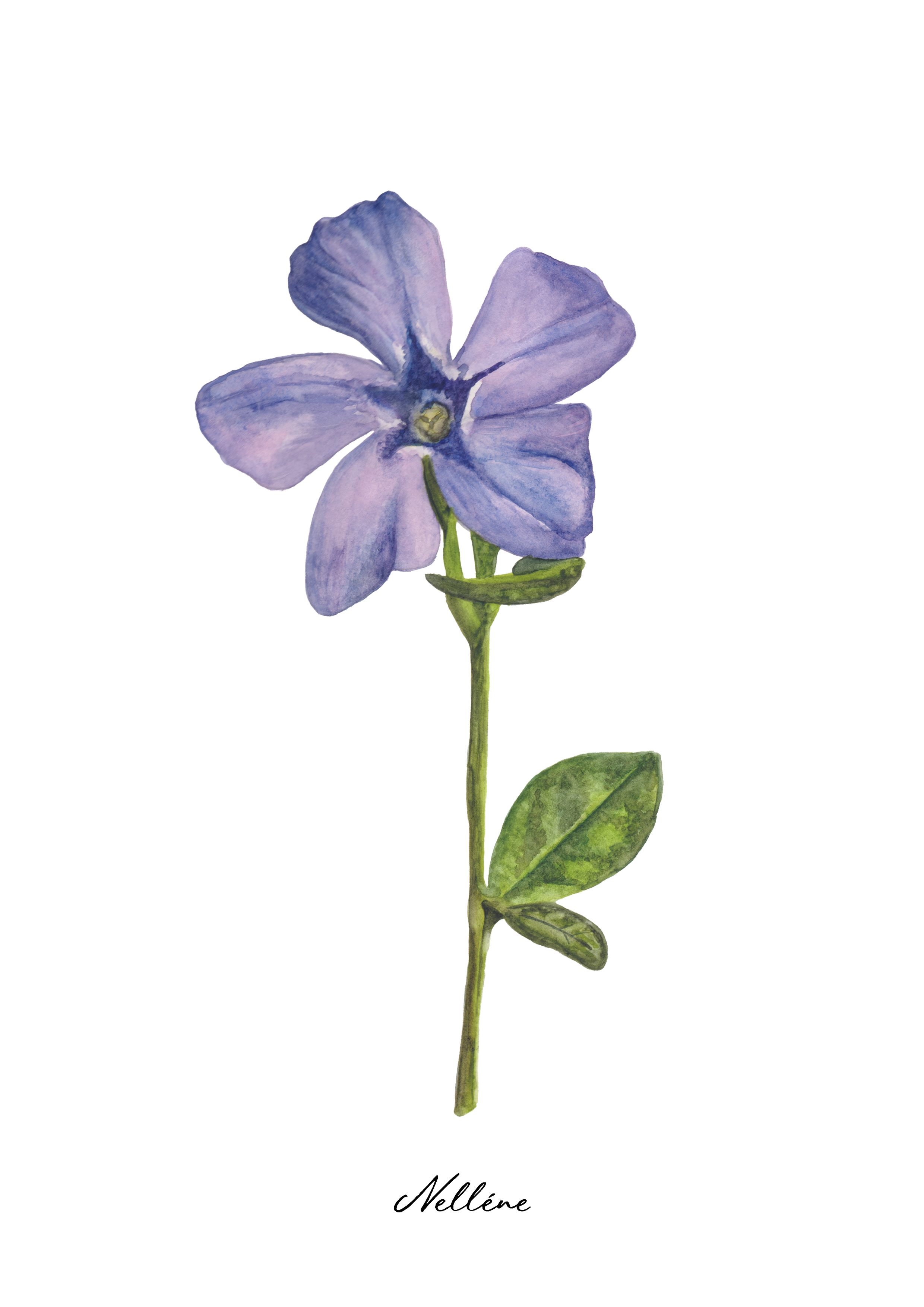 Fine Art Print - Periwinkle Flower