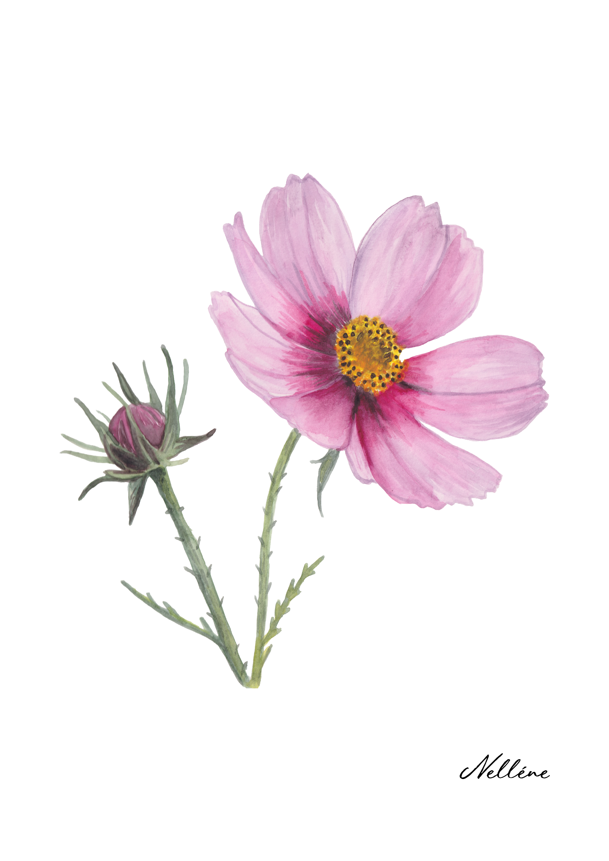 Fine Art Print - Pink Cosmos
