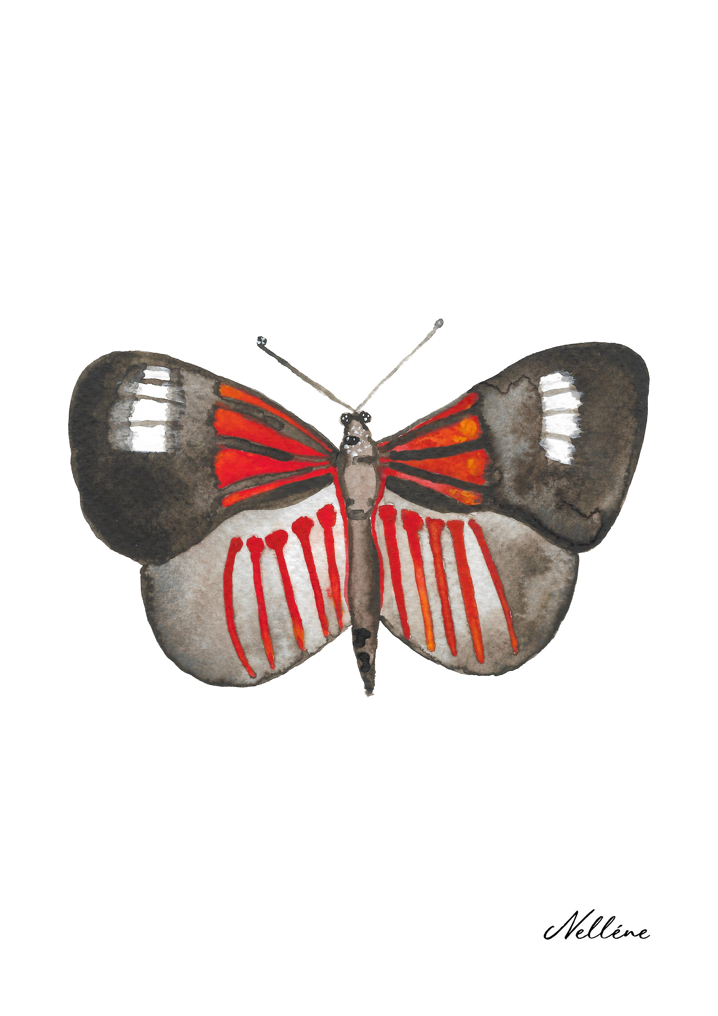 Fine Art Print - Butterfly 2