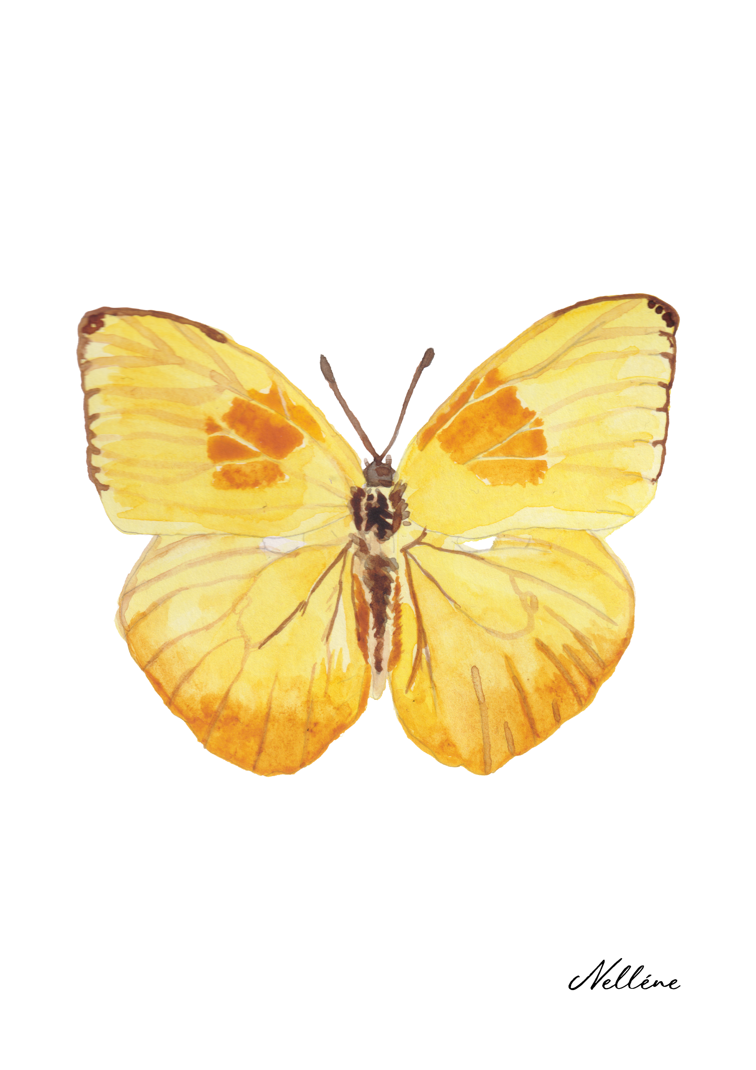 Fine Art Print - Butterfly 3