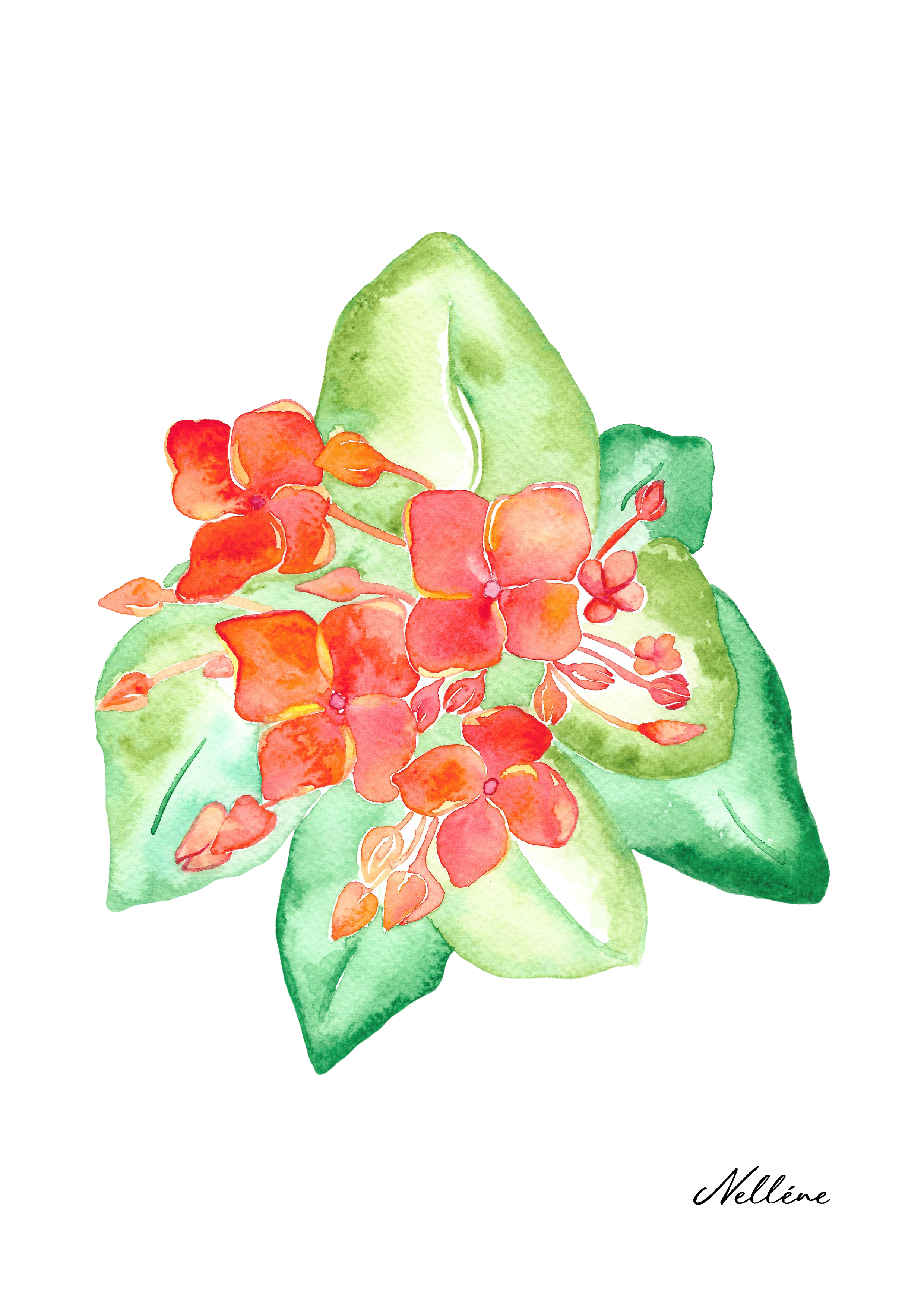 Sudan Succulent Signature.png