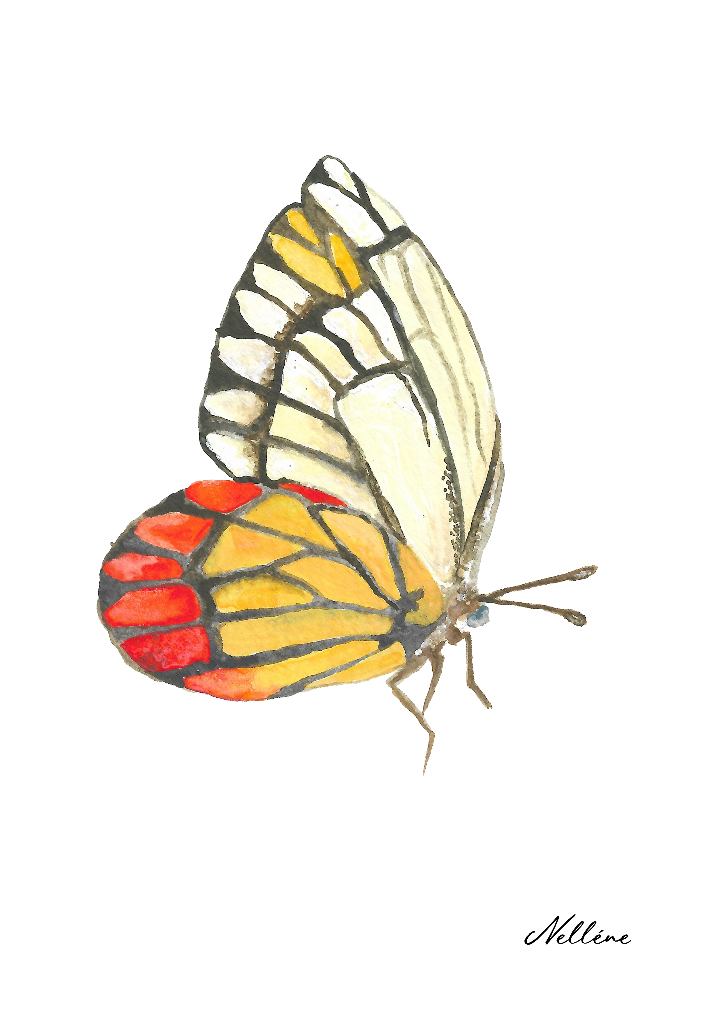 Fine Art Print- Butterfly 1