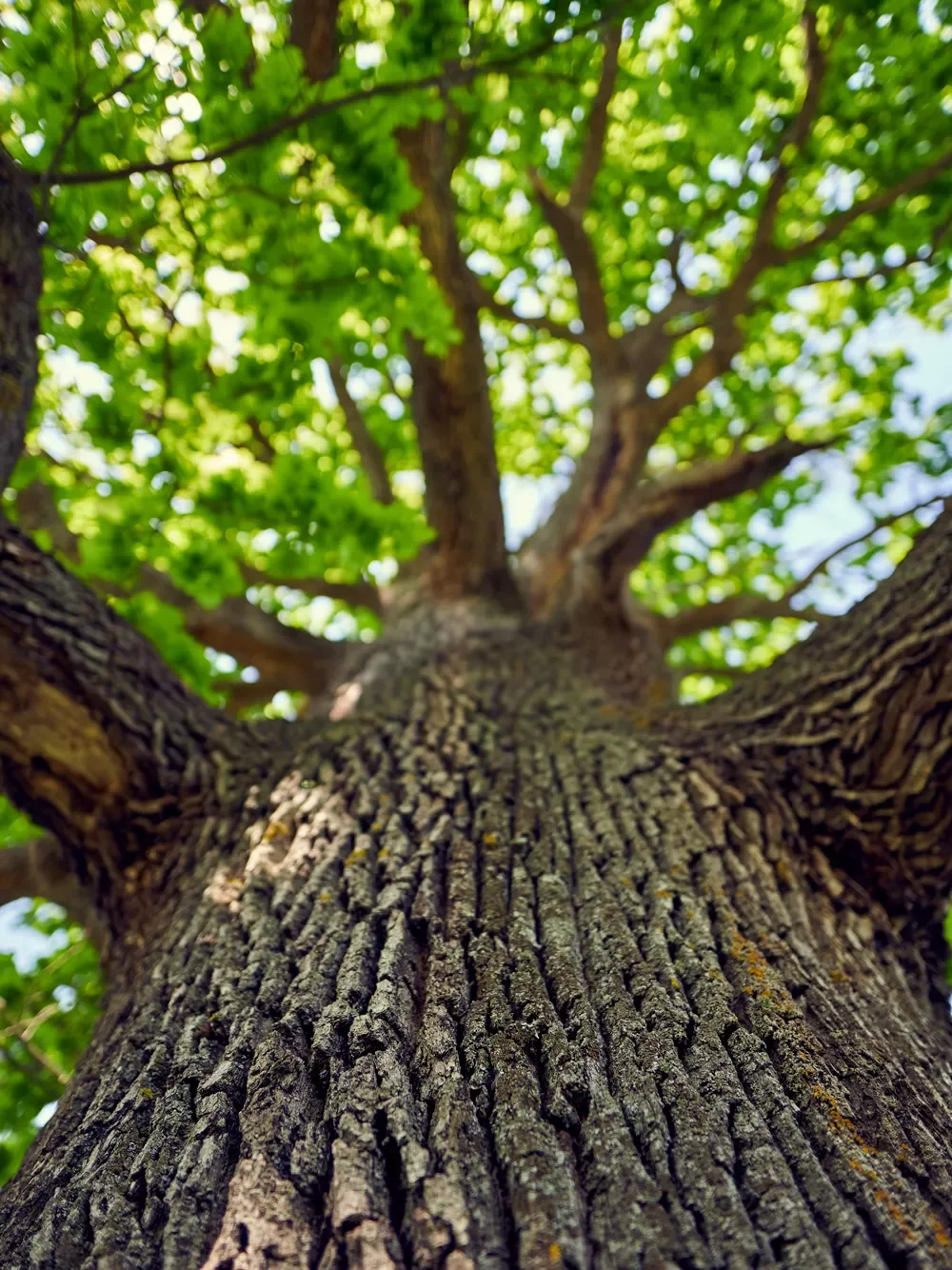 Trunk of a mighty oak