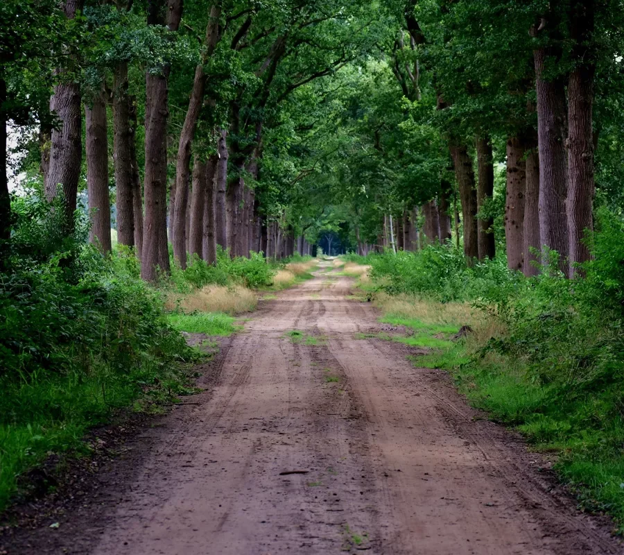 path in a forest