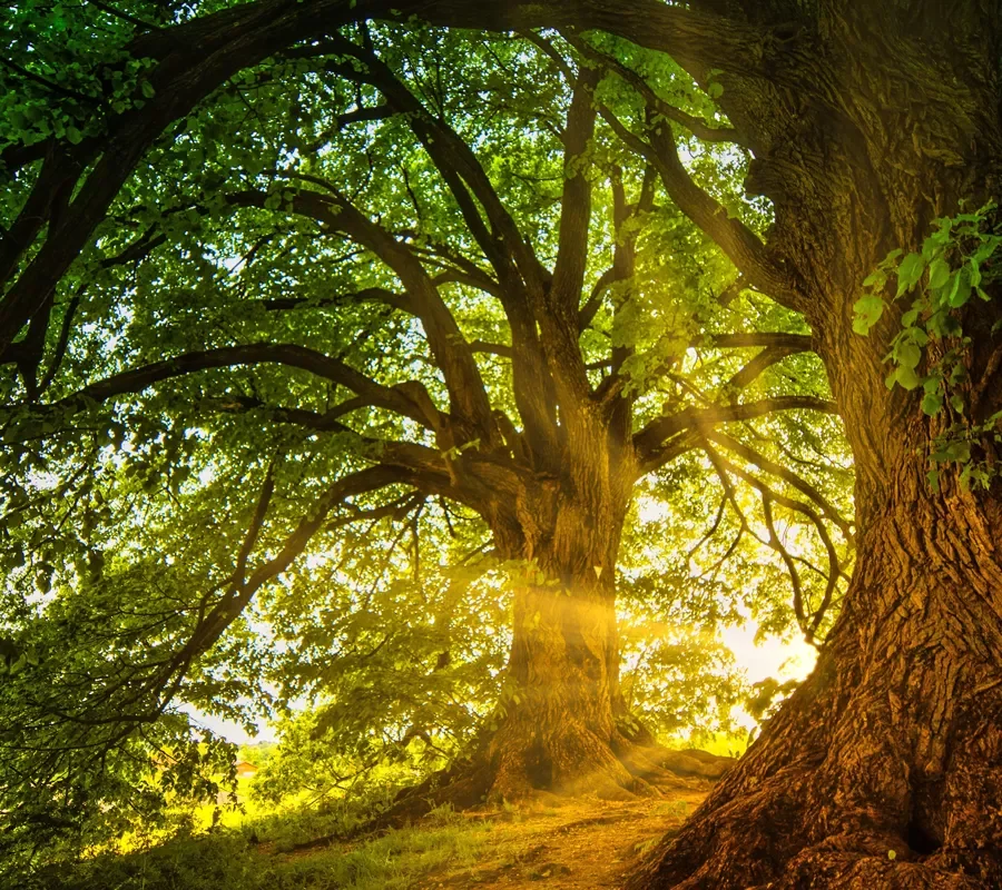 adult oak tree shining in the golden light