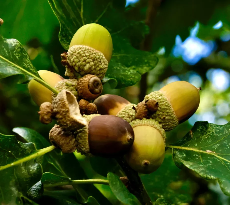 Close-up of green acorns and acorn caps on a oak branch.