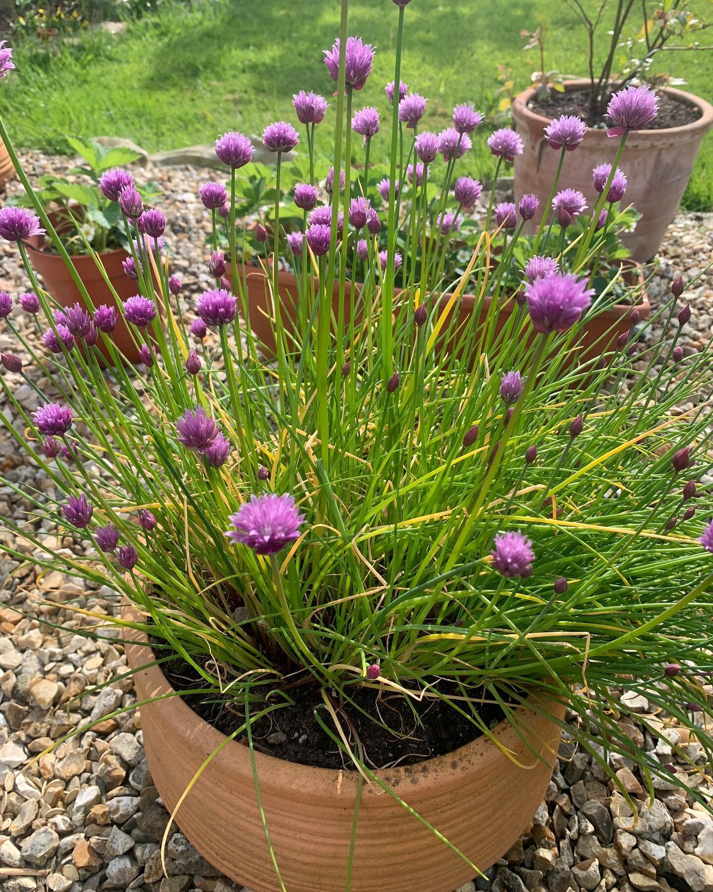 We love chives. Especially when they flower.