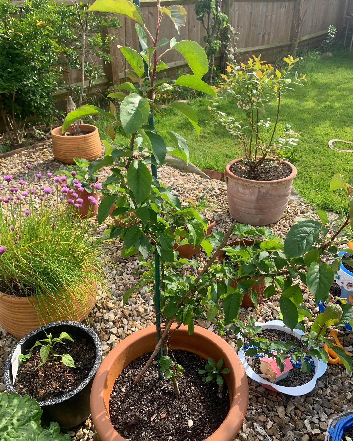 This is our apple tree. Me and the girls grew this from one of apple pips in the summer of 2021. We started off with 5 pips and this is the only survivor. #strongroot