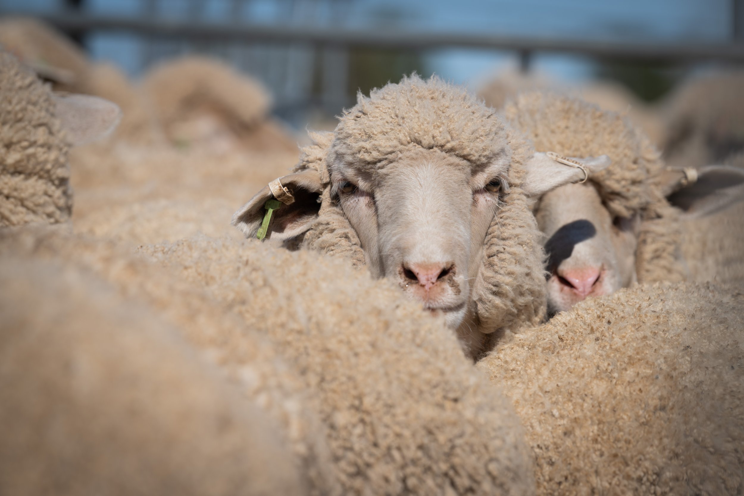 SheepMetriX26-7137.jpg