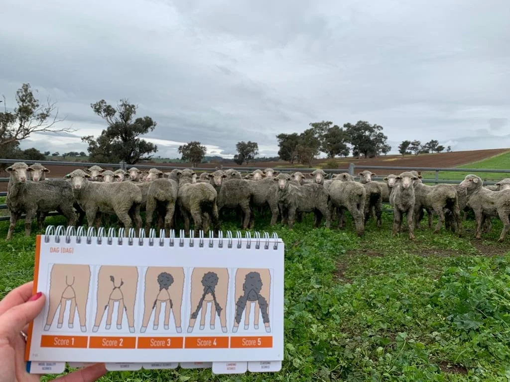Transition to Non-Mules Seminar - Young NSW- 29th June 2022