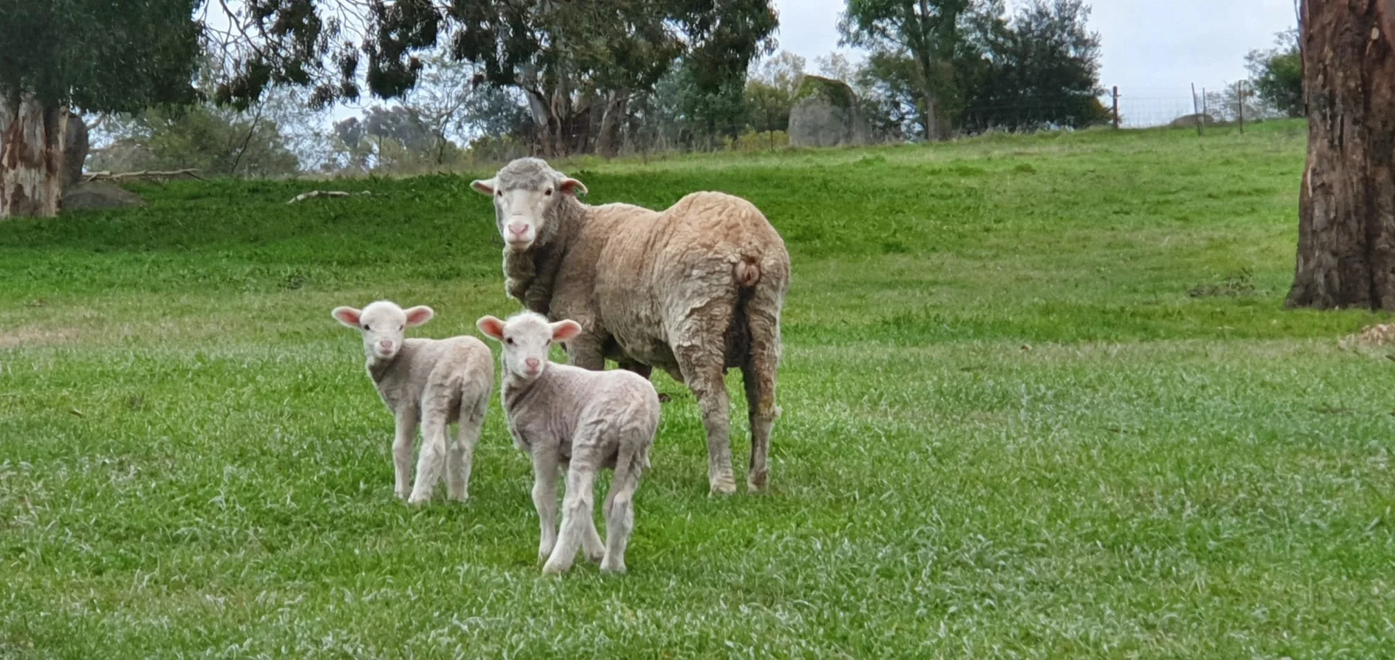 Joining ewe lambs