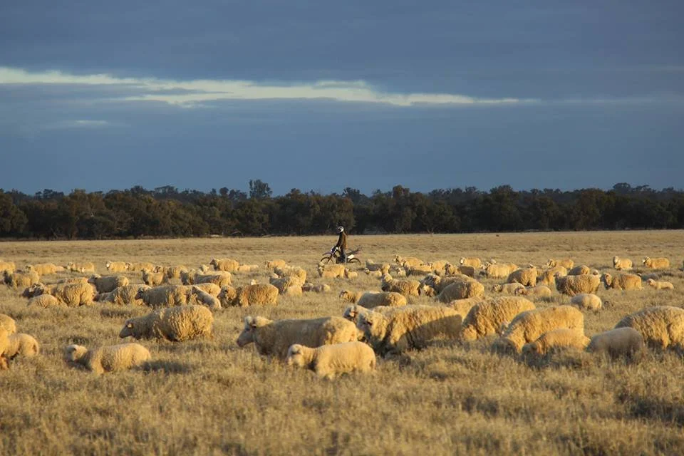 Grass Seeds: Effects from paddock to plate