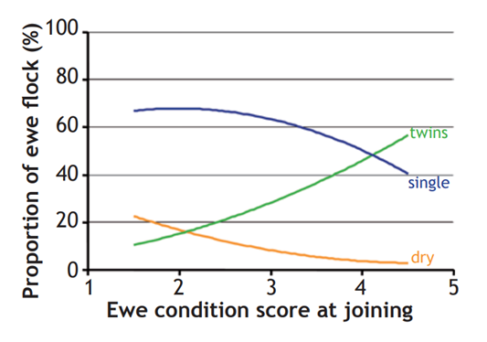 The Joys of Joining – Ewe Edition