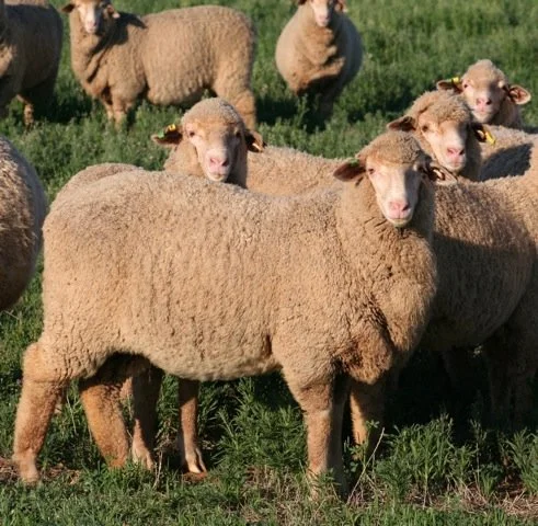 The Joys of Joining (Ram Edition)
