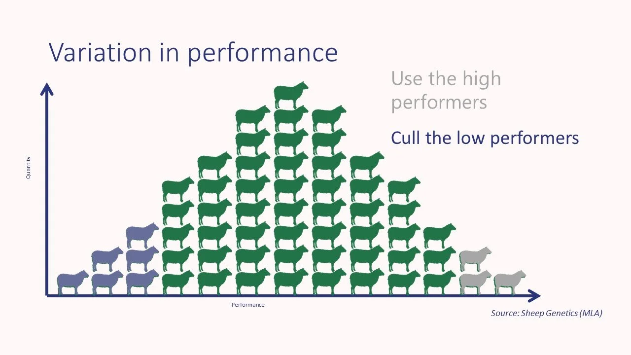 Flock distribution.jpg