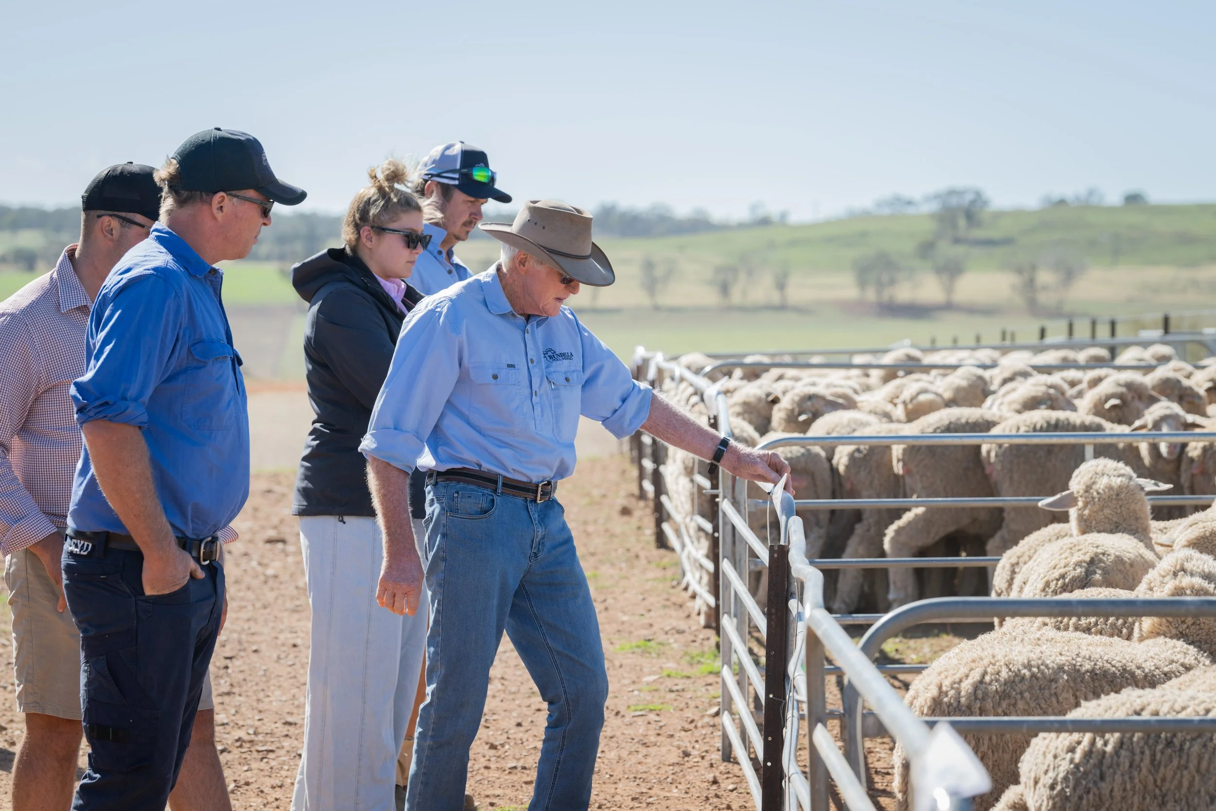 SheepMetriX26-7050.jpg