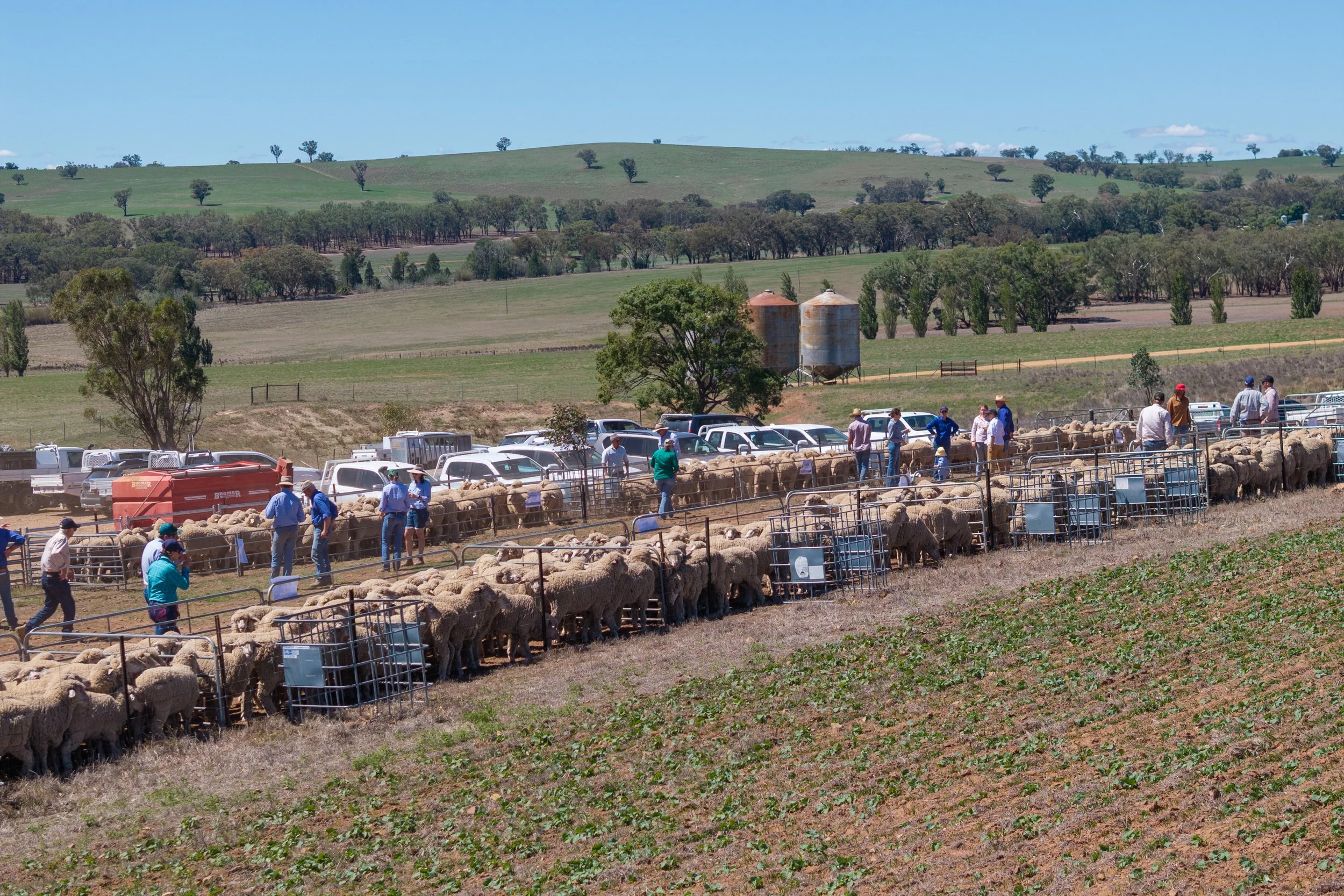 SheepMetrix26--9.jpg